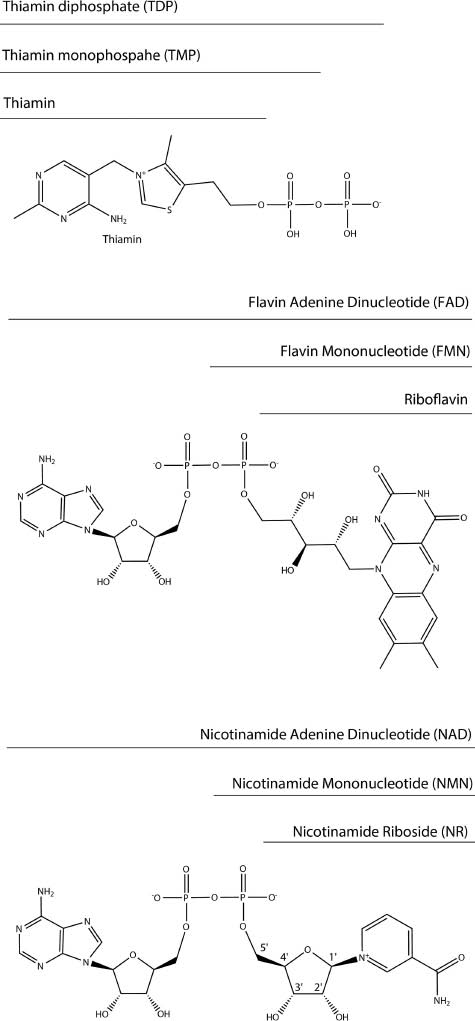 Figure 1: Chemical structures of the B-type vitamins transported by Pnu transporters and derived cofactors.Vitamin B1 – thiamin; vitamin B2 – riboflavin; vitamin B3 – nicotinamide riboside.