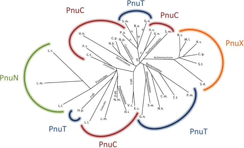 Figure 2: Phylogenetic tree of the Pnu transporter family.The maximum likelihood phylogenetic tree was constructed by the Phylip package based on a multiple sequence alignment of 34 members of the family (Felsenstein, 1981). Pnu transporter homologs with different (predicted) substrate specificities are indicated by different colors: red – PnuC, orange – PnuX, blue – PnuT, green – PnuN. Organism names are abbreviated as listed below in the order in which they appear in the tree (clockwise), starting with the PnuN cluster. Organisms that are present twice are mentioned at their first occurrence only. L. l. – Lactococcus lactis, L. m. – Leuconostoc mesenteroides, L. c. – Lactobacillus casei, C. t – Clostridium thermocellum, P. s. – Paenibacillus sp., H. h. – Haliscomenobacter hydrossis, N. k. – Niastella koreensis, C. p. – Chitinophaga pinensis, N. p. – Nostoc punctiforme, P. a. – Pseudomonas aeruginosa, S. m. – Stenotrophomonas maltophilia, B. a. – Burkholderia ambifaria, G. o. – Gluconobacter oxydans, H. c. – Hahella chejuensis, G. n. – Glaciecola nitratireducens, R. s. – Renibacterium salmoninarum, M. l. – Micrococcus luteus, K. s. – Kytococcus sedentarius, C. g. – Corynebacterium glutamicum, S. t. – Salinispora tropica, S. d. – Streptomyces davawensis, P. m. – Prevotella melaninogenica, T. f. – Tannerella forsythia, C. m. – Cyclobacterium marinum, S. w. – Shewanella woodyi, E. c. – Escherichia coli, V. c. – Vibrio cholerae, H. i. – Haemophilus influenzae, N. m. – Neisseria mucosa, H. p. – Helicobacter pylori. pb – proteobacteria.