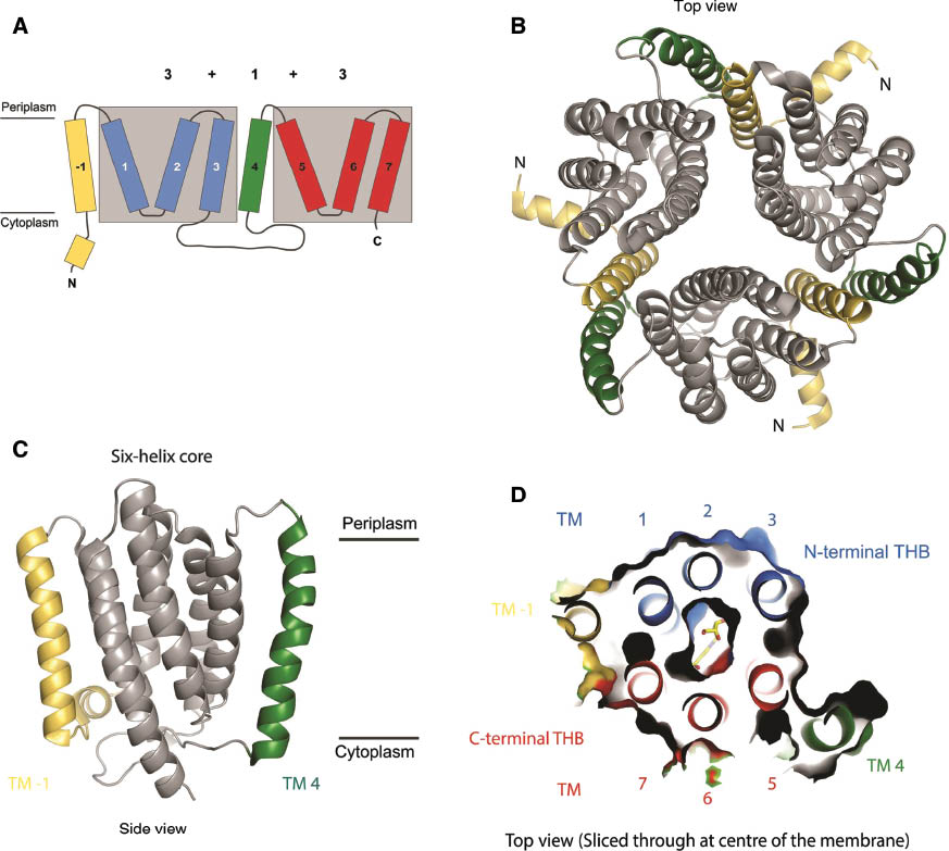 Figure 3: Structure of PnuC from N. mucosa.Color scheme: TM-1 – yellow, six-helix core – gray, N-terminal three-helix bundle – blue, C-terminal three-helix bundle – red, TM4 – green. (A) Schematic representation of the topology of a single protomer of PnuC. Colored rectangles indicate the transmembrane helices with their corresponding number. Numbers above the topology model indicate the topological arrangement of the symmetry-related parts (gray boxes). (B) Top view from the periplasmic side of the membrane of the PnuC homotrimer. (C) Side view (from the membrane) of one PnuC monomer. (D) Top view of a PnuC monomer sliced through at the center of the membrane. The six-helix core is organized roughly as a hexagon with a bound NR molecule (yellow with labeled atoms: red – oxygen, blue – nitrogen) in the center. The N-terminal three-helix bundle (TM1–TM3, blue) is symmetry related to the C-terminal three-helix bundle (TM5–TM7, red). TM1 and TM4 are peripheral and not symmetry related.