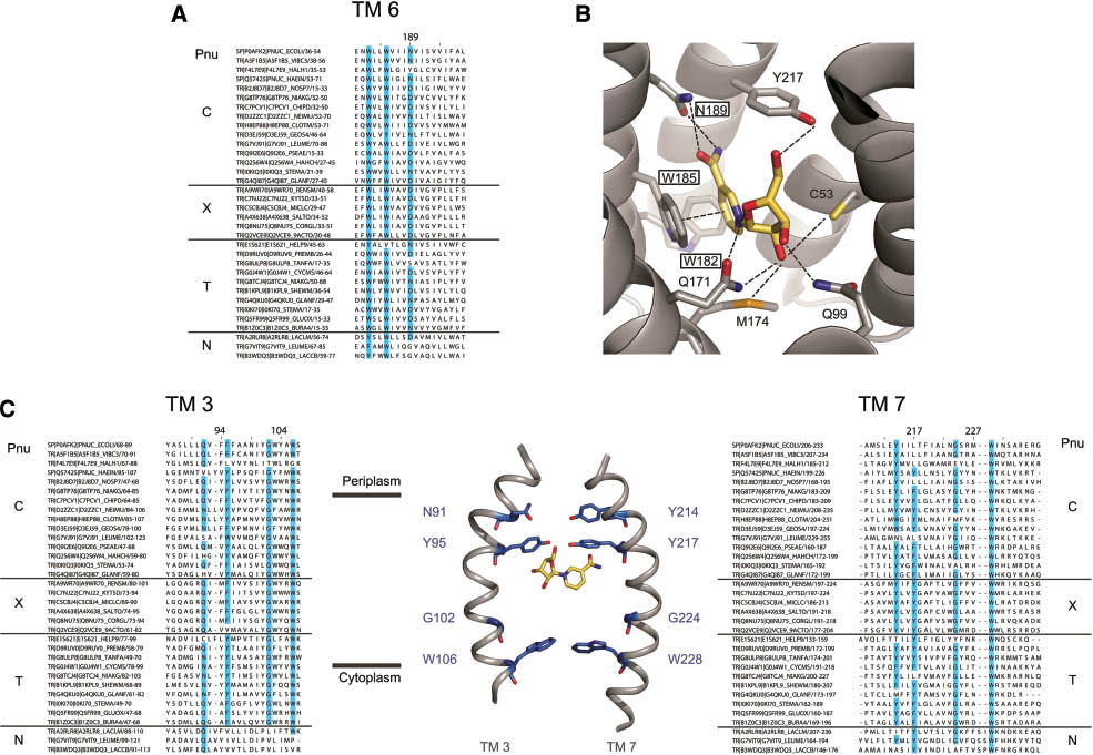 Figure 4: Multiple sequence alignments of conserved regions in the Pnu transporter family and their location in the structure of PnuC from N. mucosa.Conserved motifs are indicated in blue. (A) Multiple sequence alignment of TM6. The conserved motif WxxWxxxN/D is indicated in blue. (B) Ligand-binding site of PnuC with a single NR molecule bound. The conserved motif indicated in (A) binds the nicotinamide moiety. Residues provided by TMs 1, 3, 5, and 7 interact with the ribose ring. Interactions are indicated by dashed lines. (C) Multiple sequence alignments of TM3 and TM7, which are related by pseudo two-fold symmetry.