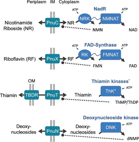Figure 5: Putative mechanism of transport for known and predicted Pnu transporters.Pnu transporters translocate unphosphorylated substrates across the inner membrane (IM). Cytoplasmic kinases phosphorylate the vitamins. The phosphorylated products are not substrates of the Pnu transporters (indicted by the dashed line with black dot at the end), and therefore they are trapped in the cytoplasm. In case of NR and riboflavin, the kinases also contain adenylyltransferase domains, which convert the phosphorylated products NMN and FMN into the final cofactor NAD and FAD. NRK – nicotinamide riboside kinase domain, NMNAT – NMN adenylyltransferase domain, RK – riboflavin kinase domain, FMNAT – FMN adenylyltransferase domain, ThK – thiamin kinases, DNK – deoxynucleoside kinase. *Different types of thiamin kinase are encoded in PnuT-type operons. Homologs of thiamin pyrophosphokinase, the choline kinase family, and the homoserine kinase family are found (Gelfand and Rodionov, 2008).
