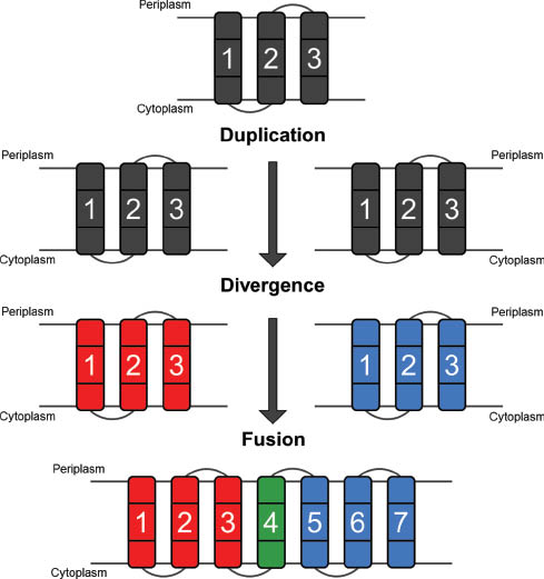 Figure 6: Putative pathway for the evolution of Pnu transporters from primordial three-helix proteins based on their internal symmetry.