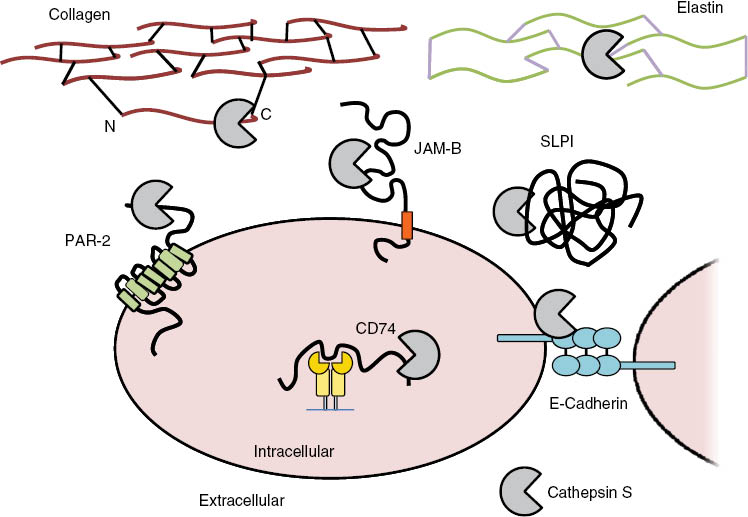 Figure 1: Substrates of cathepsin S.Cathepsin S recognises a wide variety of substrates, both intracellularly and extracelluarly, all of which are discussed within this review. These include CD74 involved in major histocompatability complex class II (MHCII), Protease activated receptor-2 (PAR-2) involved in pain signalling, E-cadherin involved in intracellular adhesion, secretory leukoprotease inhibitor (SLPI) an endogenous neutrophil elastase inhibitor, junctional adhesion molecule-B (JAM-B) involved in cathepsin S derived blood brain barrier metastases and collagen/elastin which make up structural elements of the extracellular matrix and the basement membrane.