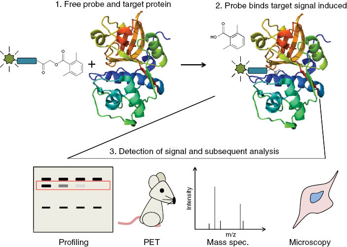 Figure 2: Versatility of substrate-based probes and activity-based probes.Profiling of proteases using substrate- and activity-based probes may take advantage of several existing visualisation techniques allowing qualitative and quantitative analysis. These include Western blotting, positron emission tomography (PET), mass spectrometery, and microscopic analysis.