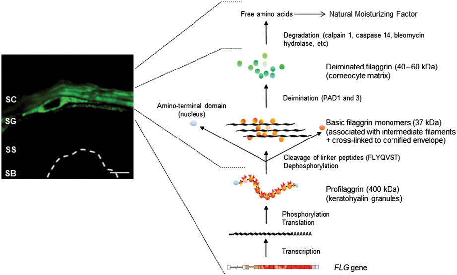 Figure 1: Immunofluorescence detection of profilaggrin and filaggrin (left, green) and schematic representation of filaggrin metabolism (right) in human epidermis.The four epidermal layers shown are stratum basale (SB), stratumspinosum (SS), stratumgranulosum (SG) and stratumcorneum (SC). Scale bar =20 μm.