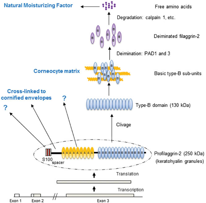Figure 2: Schematic representation of filaggrin-2 metabolism in the epidermis.