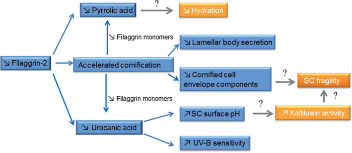 Figure 3: Experimentally observed (blue boxes) and hypothesized (orange boxes) downstream consequences on the stratum corneum (SC) of filaggrin-2 silencing in reconstructed human epidermis.