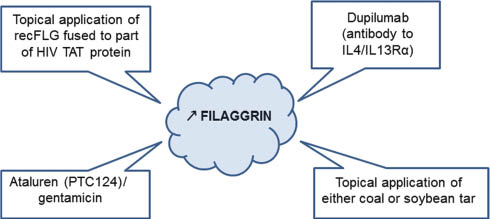 Figure 4: Therapeutic strategies based on filaggrin level inducement, previously used or envisaged in atopic dermatitis, ichthyosis vulgaris and dry skin.