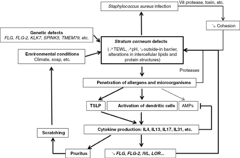 Figure 5: Schematic representation of the current pathophysiological model of atopic dermatitis, with several vicious feedback loops.TSLP, thymic stromal lymphopoietin.