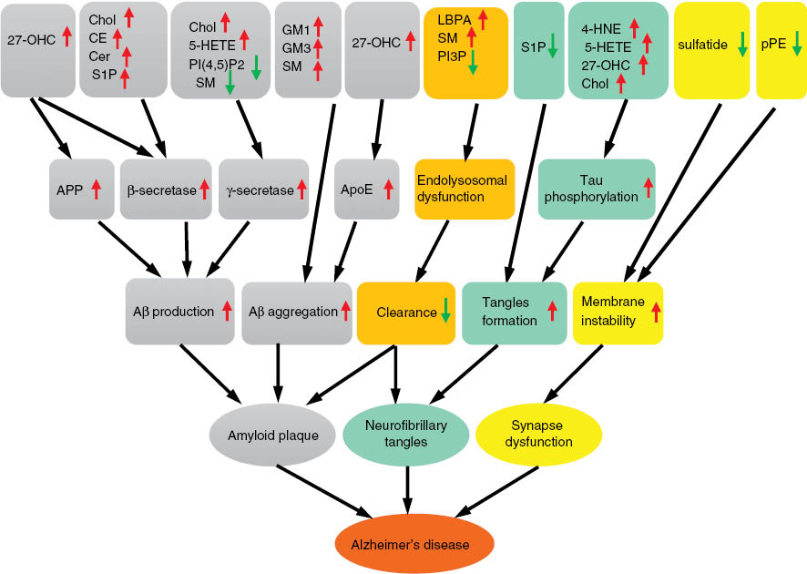 Figure 1: Schematic diagram of lipid changes contributing to AD pathogenesis.Lipid changes boxed in various colors correspond to changes that are associated with different clinical hallmarks of AD, including amyloid plaque formation (purple), neurofibrillary tangles formation (blue) and synaptic dysfunction (yellow). Perturbations in the endolysosomal pathway could negatively impact the clearance of both amyloid plaques and neurofibrillary tangles and the associated lipid changes are boxed in orange. Red arrow indicates increase; while green arrow indicates decrease.