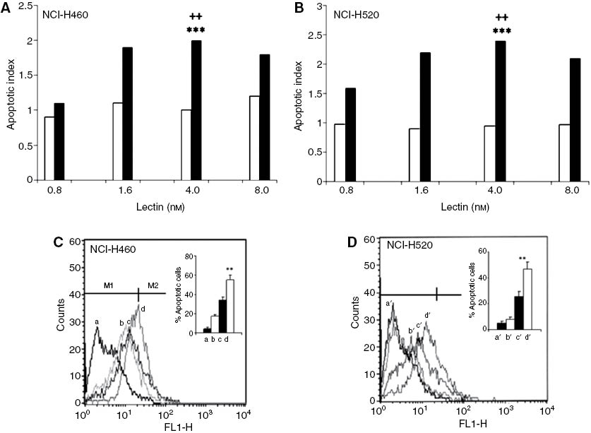 Figure 3: Apoptosis induced by Maackia amurensis agglutinin (■) and Sambucus nigra agglutinin (□) in NCI-H460 cells. (A) and NCI-H520 cells, (B) at 24 h.The apoptotic index was evaluated by CDD-ELISA. ***p<0.01 vs. cells treated with 0.8 nm of Maackia amurensis agglutinin; ++p<0.01 vs. cells treated with 4 nm of Sambucus nigra agglutinin; one way ANOVA Post Hoc Dunnett test. Representative histograms of FACS analysis of Maackia amurensis agglutinin treated (C) NCI-H460 cells and (D) NCI-H520 as evaluated by APO-Direct Kit. Cells only (a, a′), cells cultured in presence of 0.8 nm lectin (b, b′), 1.6 nm lectin (c, c′) and 4 nm lectin (d, d′); Inset: Graphical representation of the lectin-induced apoptosis in both the cell lines. **p<0.01 vs. untreated cells. One way ANOVA Post Hoc Dunnett test. Each bar represents mean±SD of values obtained from three independent experiments performed in duplicate.
