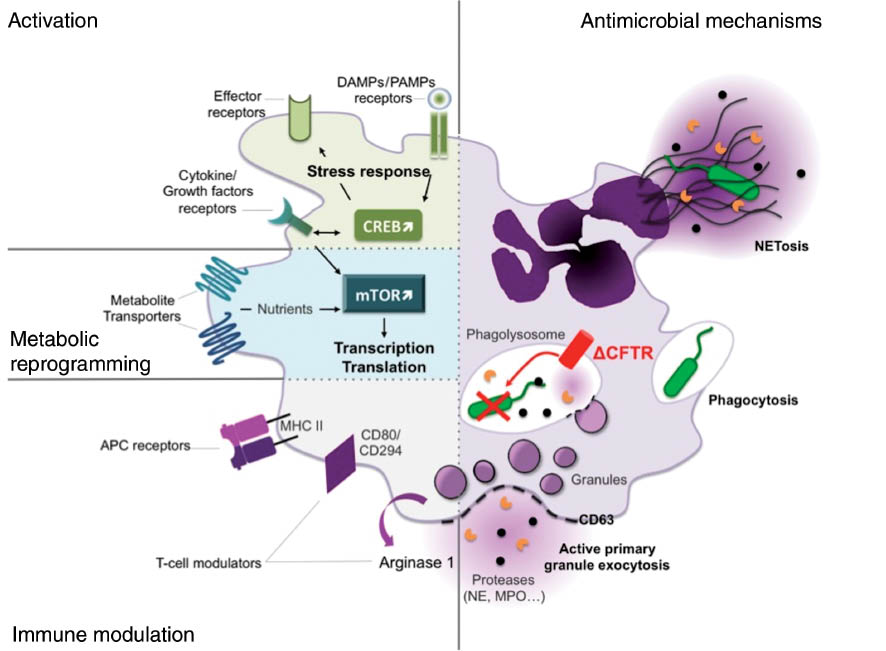 Figure 1: Revised paradigm for neutrophil dysfunction in CF airways.By opposition to the conventional paradigm, this concept proposes that a fraction of upcoming neutrophils in CF airways are not passive and necrotic but rather stay alive. Therefore, these neutrophils organize a functional response to stress and display metabolic reprogramming and immune modulation concomitantly with active antimicrobial mechanisms. Regarding new discoveries about CFTR role in neutrophils, particularly in phagolysosomes, we underlined its potential impact on engulfed bacterial killing while the protein is mutated (ΔCFTR).