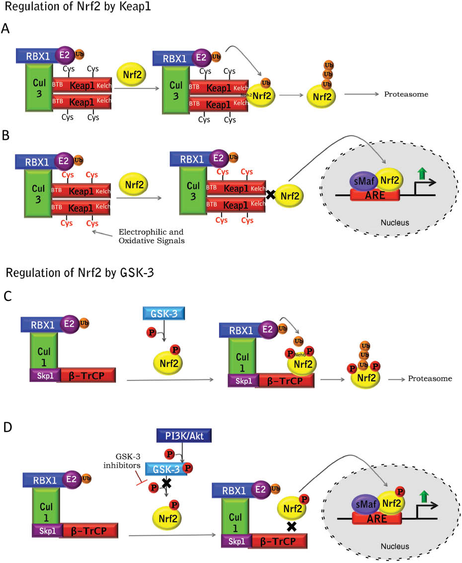 Figure 1: Regulation of Nrf2 activity by Keap1 and GSK-3.Two main ubiquitin ligase systems are responsible for targeting Nrf2 for degradation in the proteasome. (A) Cullin 3 (Cul3) RING-box 1 (RBX1) E3 ubiquitin ligase complex, binds the adaptor protein Keap1 dimer through its BTB domain. Keap1 is then able to interact with the Neh2 domain of Nrf2, allowing the ubiquitination of Nrf2 and its degradation in the proteasome. (B) Electrophiles and oxidants (termed inducers) chemically modify specific Cys sensor residues of Keap1, leading to conformational changes that prevent Nrf2 ubiquitination. Nrf2 then accumulates and translocates to the nucleus, where it forms a dimer with the small musculoaponeurotic fibrosarcoma (sMaf) proteins to bind ARE regions in the DNA and mediate the up-regulation of its target genes. (C) The adaptor protein β-TrCP binds the SCF ubiquitin ligase complex (formed by the Skp1 adaptor, Cullin 1 and Rbx1, where the E2-ubiquitin conjugate binds). Glycogen synthase kinase-3 (GSK-3) phosphorylates Nrf2 in the Neh6 domain. Phosphorylated Nrf2 is then recognized by β-TrCP, targeting the protein for degradation through this system. (D) Certain signaling pathways, such as PI3K/Akt, are able to phosphorylate GSK-3 and inactivate it, therefore allowing Nrf2 accumulation.
