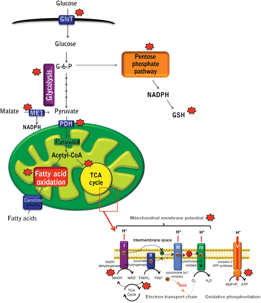 Figure 2: Nrf2 activation: its role in mitochondrial function and metabolism in neurodegenerative diseases.Nrf2 activation is a potential therapeutic strategy for neurodegenerative diseases, not only for its role in antioxidant defense, autophagy and proteasome activation; metabolism and mitochondrial dysfunction are common alterations in these disorders, that can also benefit from Nrf2 activation. Nrf2 activation is able to increase the mitochondrial membrane potential (MMP), the availability of substrates for respiration and the ATP production in the mitochondria, improving the bioenergetics features of cells, which is especially important in cells with high-energy demands such as neurons; its deregulation is a hallmark of several neurodegenerative disorders. Nrf2 activation has been demonstrated to be beneficial in the PINK1 and MPTP models of Parkinson’s disease, which present substrates availability impairment and complex I dysfunction. Although the mechanism has not been fully elucidated, Nrf2 is able to regulate enzymes implicated in glucose metabolism, flux of glucose through the TCA cycle, and has a potential role in regulating the pyruvate dehydrogenase complex (PDH) (which controls the entrance of pyruvate into the mitochondria) and glucose uptake.Nrf2 regulates malic-enzyme 1 (ME-1), an anaplerotic enzyme that generates NADPH and regenerates pyruvate that can cycle back to the mitochondria. Its activation is important in astrocytes, enabling neurotransmitter synthesis and recycling. Nrf2 controls the efficiency of mitochondrial fatty acid oxidation, which can be used in the brain and contribute to energy production in astrocytes. Alterations in fatty acid oxidation have been shown in Alzheimer’s and Parkinson’s diseases. Nrf2 enhances the activity of enzymes of the pentose phosphate pathway that generate NAPDH, which can be used for glutathione (GSH) and other antioxidants regeneration.