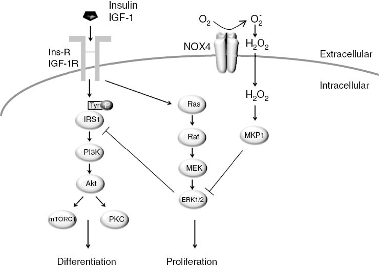 Figure 1: Adipogenic signaling by insulin and NOX4.Insulin and IGF-1 signaling is initiated by binding to InsR and IGF-1R, leading to tyrosine phosphorylation of IRS1. Subsequent phosphorylation of PI3K and Akt results in activation of mTORC1 and PKC, which promotes adipogenic differentiation. Insulin also signals through Ras/Raf/MEK/ERK1/2 to stimulate proliferation of preadipocytes, with concurrent inhibitory serine phosphorylation of IRS1. ERK1/2 activation however is attenuated by MKP1, which in turn is activated by NOX4-derived H2O2 at early stages of adipocyte differentiation. ERK1/2, mitogen-activated protein kinase 3/1; IGF-1R, insulin-like growth factor 1 (IGF-1) receptor; InsR, insulin receptor; IRS1, insulin receptor substrate 1; MKP1, MAP kinase phosphatase 1; NOX4, NADPH oxidase 4; PI3K, phosphatidylinositol 3-kinase; PKC, protein kinase C.