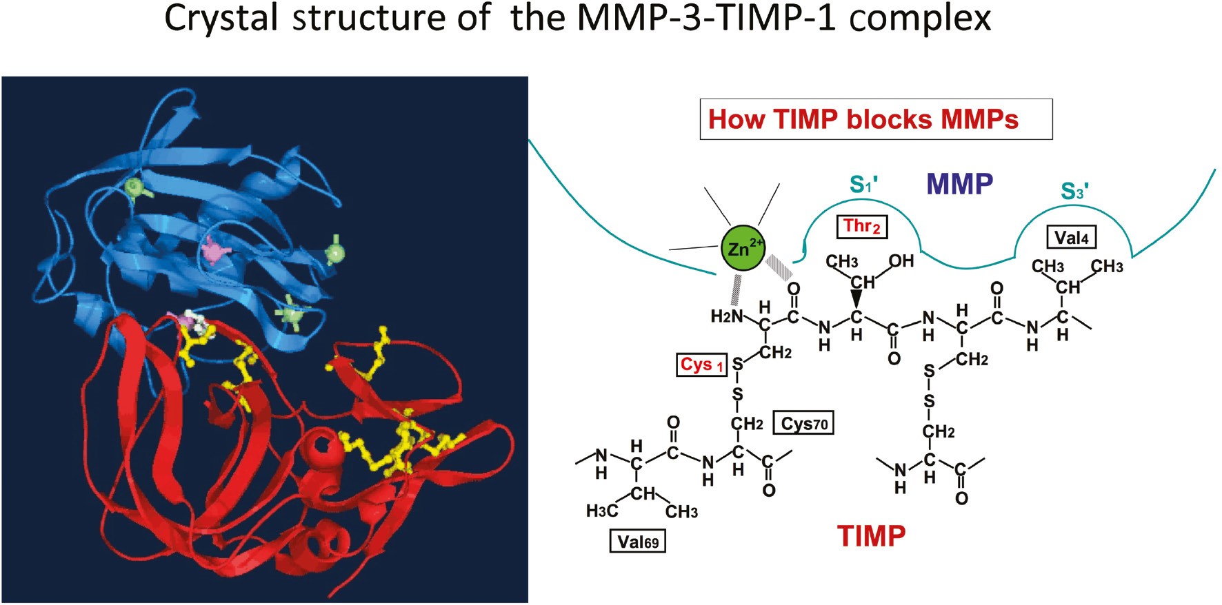 Figure 2: Crystal structure of the MMP-3-TIMP-1 complex.Left, Ribbon structure of the complex of MMP-3 (blue) and TIMP-1 (red). Zinc ions and calcium ions in MMP-3 are shown in pink and light green, respectively. Disulfide bonds in TIMP-1 are in yellow. The model was made by Rob Visse based on the atomic coordinates (PDB ID code: IUEA). Right, The schematic representation of how TIMP-1 blocks MMP-3. See the text for details.