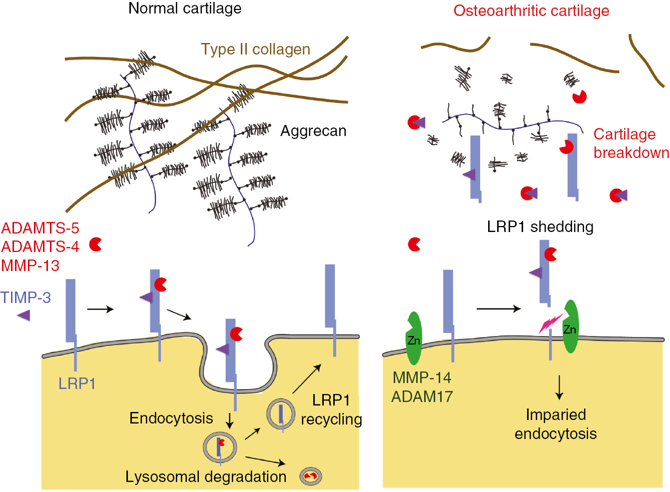 Figure 4: LRP1-mediated endocytic pathways of ECM-degrading metalloproteinases and TIMP-3 in cartilage.In normal cartilage ADAMTS-4 and -5, MMP-13 and TIMP-3 are endocytosed via the endocytic receptor LRP1. In OA cartilage, ADAM17 and MT1-MMP are activated and shed the ectodomain of LRP1, resulting in impairment of endocytosis of ECM-degrading enzymes and TIMP-3, and an increase in cartilage ECM degradation. Released LRP1 ectodomain also acts as a decoy receptor of these metalloproteinases and TIMP-3, leaving them in the extracellular space. This image was prepared by Kazu Yamamoto.