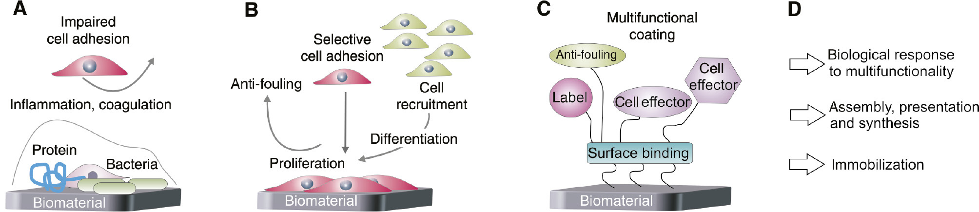 Figure 1: Basic principle of the design of a multifunctional biomaterial coating.(A) Schematic representation of problems arising with implanted materials. (B) The aim of a biomaterial coating is the homing of selective cell types and subsequent integration of the implant in the surrounding tissue by triggering several cellular cues. (C) Multifunctional coating that consists of bioinert (antifouling or anti-microbial) and/or bioactive molecules and labels. (D) Crucial points that should be considered when building up a multifunctional coating.