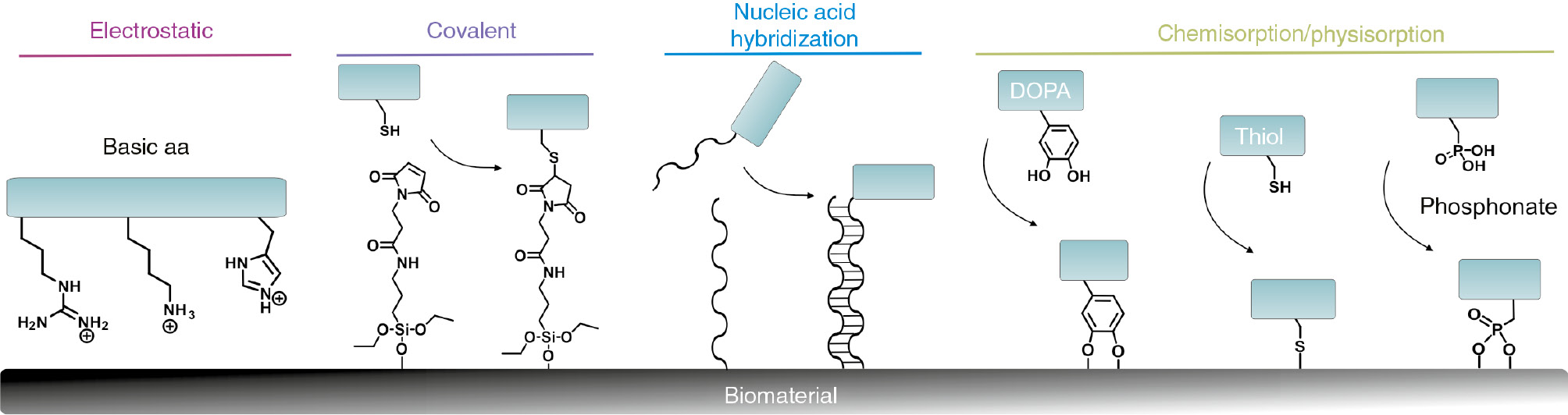 Figure 2: Strategies to immobilize bioactive functionalities.Electrostatic interactions are mostly applied between a negatively charged surface such as TiO2 and positively charged amino acids (aa). Covalent linkages can be achieved through chemical modification of the surface as silanization. The resulting functional groups (e.g. amino groups) can be further modified with biomolecules directly or via a crosslinker (maleimide). The method of nucleic acid hybridization consists of single-stranded nucleic acids strands, that are bound to the surface via phosphate groups grafted into an anodic TiO2 layer. Complementary strands carrying the biomolecule are subsequently immobilized. Chemisorptive and physisorptive reactions of L-3,4-dihydroxyphenyalanine (DOPA), thiols or phosphonic acids to metals, metalloids or metaloxides can be used to directly modify surfaces.