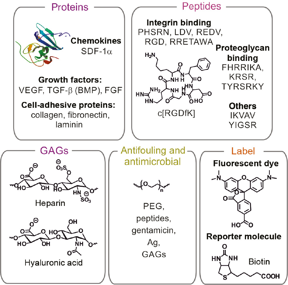 Figure 3: Components of multifunctional coatings.Cellular function can be mediated by different proteins: VEGF (vascular endothelial growth factor), BMP (bone morphogenetic protein), TGF-β (transforming growth factor), FGF (fibroblast growth factor), SDF-1 (stromal cell-derived factor 1; PDB: 1A15), peptides (sequences are shown by the one letter code) or glyosaminoglycans (GAGs). To prevent infections or unspecific cell and protein adhesion, anti-fouling and anti-microbial agents are immobilized on surfaces (PEG, polyethylene glycol). Reporter molecules and labels introduced in biomaterial coatings are applied to detect several biological cues.