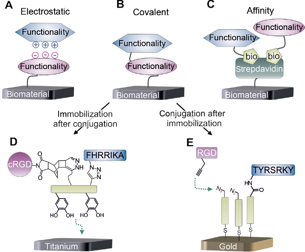 Figure 4: Different strategies for the assembly of multifunctional coatings.(A) Electrostatic interactions which are often used in GAG/protein coatings (B) Covalent linkages are used to strongly connect multiple functionalities. (C) Affinity-based systems offer the possibility of a facile combination of different (e.g. biotinylated) molecules. (D) A covalently conjugated molecule that was analyzed, characterized and subsequently immobilized (Pagel et al., 2016). (E) Covalent modification directly on the surface to introduce different motifs (Hudalla and Murphy, 2010).