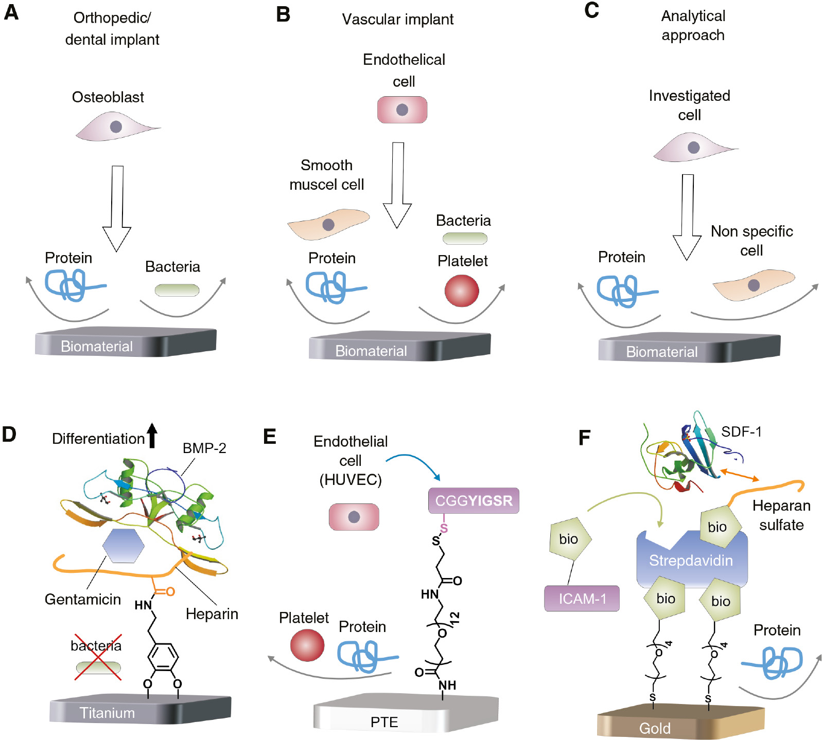 Figure 5: Comparison of three applications combining bioinert with cell-attracting properties (A–C) and corresponding examples of recent literature (D–F).(A) To lower the inflammatory potential of orthopedic or dental implants unspecific cell, bacteria and protein adhesion has to be decreased while increasing the osseointegration of the biomaterial. (D) Titanium was coated with dopamine covalently coupled to heparin. The antibiotic gentamicin and the growth factor BMP-2 (PDB: 3BMP) were immobilized by electrostatic interaction. Premature osteoblasts showed higher differentiation while bacterial growth was decreased (Lee et al., 2012). (B) Vascular materials require protein, bacteria and platelet repulsion and the decrease of smooth muscle hyperplasia. The adhesion of endothelial cells is desired. (E) An approach using PEG covalently attached to PTE (polyethylene terephthalate) to decrease protein and platelet adhesion is shown. The selective homing of endothelial cells is mediated by the conjugation of the peptide sequence YIGSR (Noel et al., 2015). (C) To analyze cellular events triggered by immobilized effectors, a bioinert background has to be established. (F) This could be realized by the introduction of short PEG-units to a multifunctional coating. Modularity was achieved by the affinity-based immobilization of biotinylated biological active molecules as the chemokine SDF-1α (PDB: 1A15), the adhesion protein ICAM-1 (intercellular adhesion molecule-1) and heparan sulfate to streptavidin (Migliorini et al., 2014).