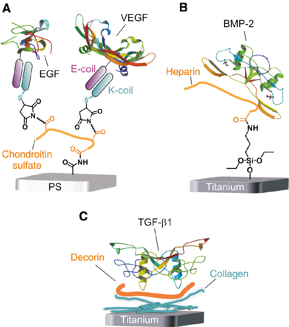 Figure 6: The assembly of proteins and GAGs/proteoglycans.(A) The strong interaction between a K-coil and an E-coil is used to immobilize VEGF (PDB: 1VPF) and epidermal growth factor (EGF, pdb 1JL9) on covalently immobilized chondroitin sulfate (Lequoy et al., 2016). (B) Heparin was immobilized covalently by silanization. This enabled the accumulation and simultaneously the gradual release of the growth factor BMP-2 (PDB: 3BMP) to promote osteogenic differentiation (Kim et al., 2011). (C) Collagen fibers were adsorbed on titanium and grafted with the proteoglycan decorin. Through negatively charged GAG chains of decorin, TGF-β1 (PDB: 1KLC) could be immobilized to increase the bone-implant contact (Stadlinger et al., 2008).