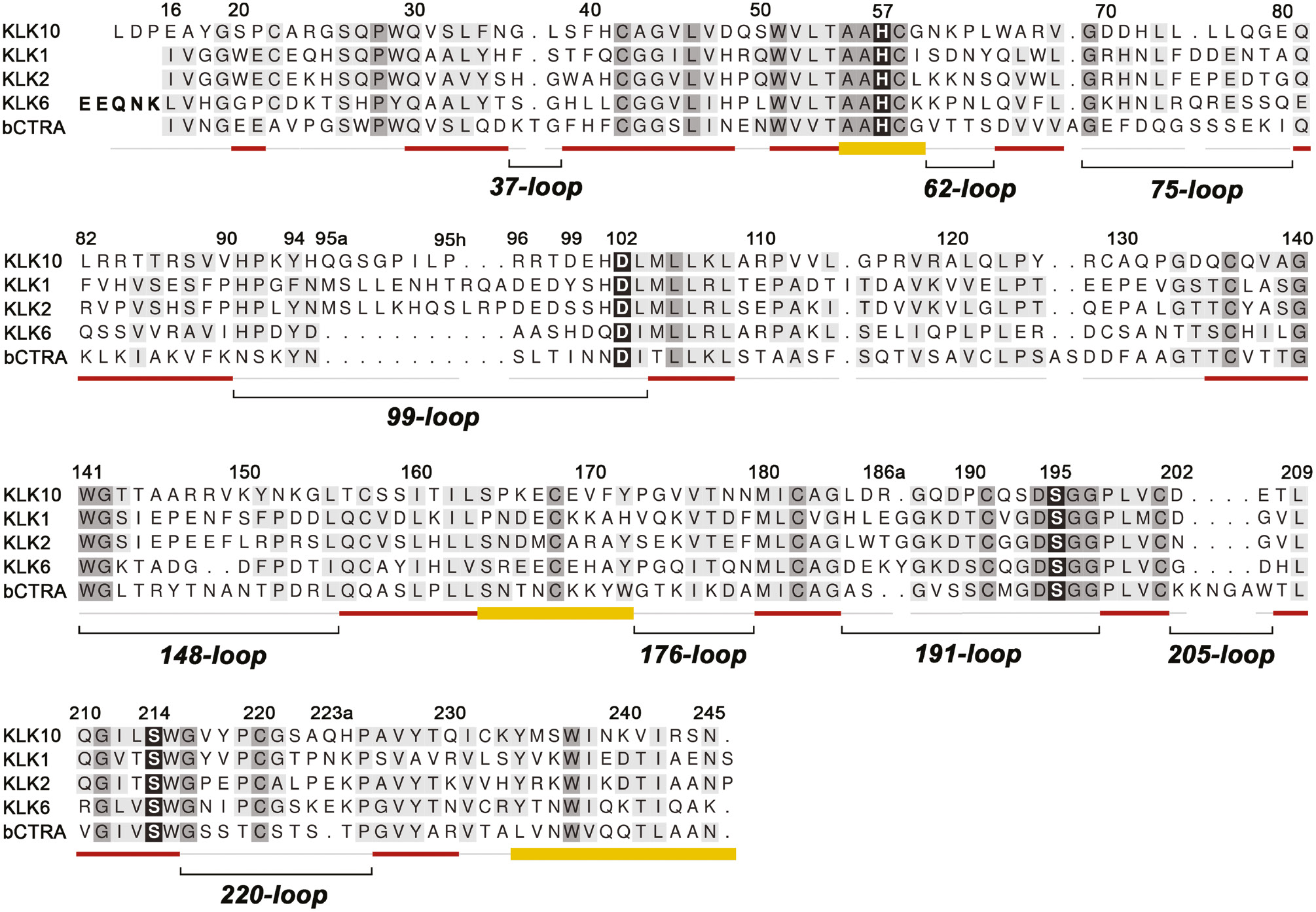 Figure 1: Structure-based alignment of KLK10 with KLKs 1, 2, 6 and bovine chymotrypsin (bCTRA) as numbering reference.The degree of conservation is indicated by darker background. The catalytic triad residues, and the ‘fourth’ triad residue Ser214 are shown with black background. Secondary structure is depicted as red strands and yellow helices. Loops are shown as light gray lines or, in the case of the relevant surface loops, with additional black lines and names according to the central residue numbering scheme. Insertions with respect to chymotrypsinogen as Gln95A are designated 95a with small letters. The propeptide of KLK6 is indicated with bold letters. Active KLK10 exhibits some uncommon features compared to the other trypsin-like serine proteases, such as Glu16 and the extended N-terminus starting with Leu13. Also the hydrophobic 75-loop segment with four Leu residues is unusual, as well as the 99-loop, which resembles the classical kallikrein loop of KLKs 1, 2 and 3 in length. Instead of a Ser, Thr or Ala, KLK10 possesses the unique Pro190, which may contribute to the mixed tryptic/hydrophobic substrate preference. Finally, Ser193 replaces the highly conserved Gly193 of the oxyanion hole and may considerably influence substrate binding and turnover.