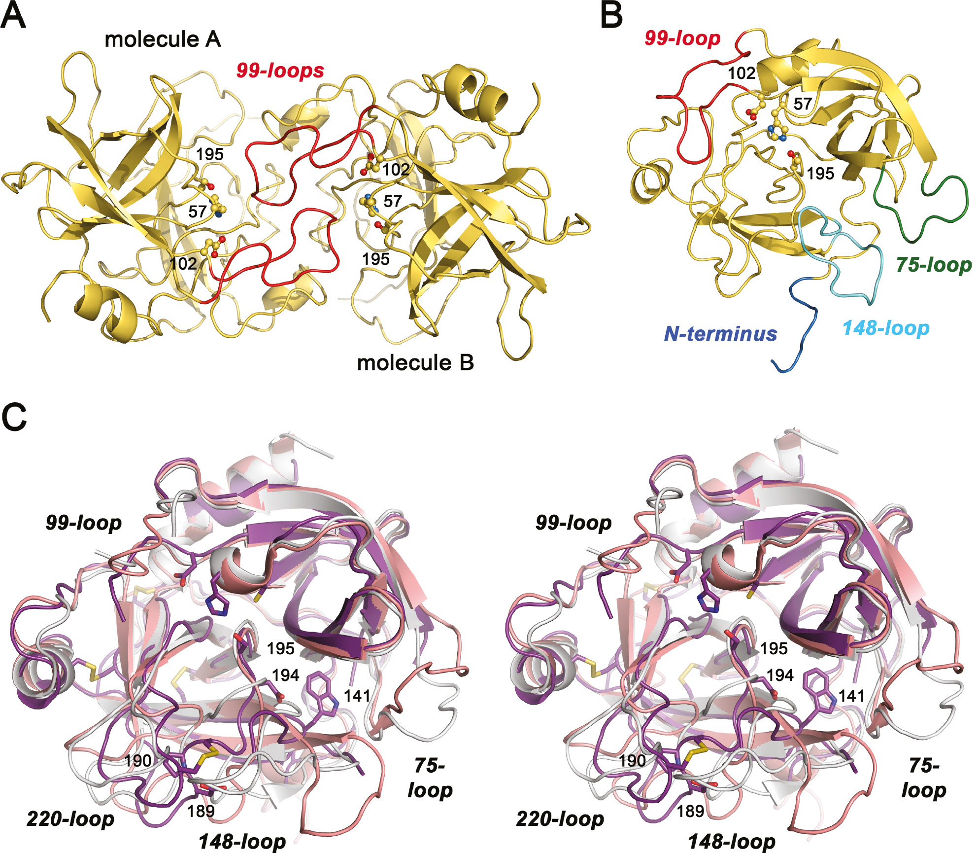 Figure 2: Overall structure of KLK10.(A) Both KLK10 (yellow) and KLK-Zn (not shown) exhibit a similar dimer in asymmetric unit, with the active sites facing each other. The 99-loops of molecules A and B, shown in red, intercalate to some extent. A stretch of 10 residues from His95 to Arg96 is little defined in the electron density, comprising the whole insertion from Gln95A to Pro95H. The catalytic triad residues Ser195, His57, and Asp102 are depicted as ball-and-stick models and labeled with their sequence numbers. (B) Monomer of KLK10 in standard orientation, with the catalytic triad as ball-and-stick models. In addition to the 99-loop, the other flexible regions of KLK10 are highlighted. The N-terminus (blue) is largely disordered and does not form the activating salt bridge to Asp194. Both the 75-loop (green), which is one residue shorter than most other KLKs, and the 148-loop (aquamarine) lack well-defined electron density for at least six residues. (C) Stereo representation of superposed KLK10-Zn (deep purple), pro-KLK6 (salmon), and active KLK2 (light gray). The disordered regions of KLK10 or of KLK2 have been omitted, e.g. parts of the 99-loop. Catalytic triad residues, the specificity determining Asp189 and Pro190, as well as Asp194, which potentially forms the stabilizing activating salt bridge to the N-terminus, are depicted as stick models and labeled with sequence numbers. Trp141 is also shown, whose backbone amide forms a hydrogen bond to Asp194, as observed for other trypsin-like zymogens. The most relevant loops are labeled regardless of their disorder.