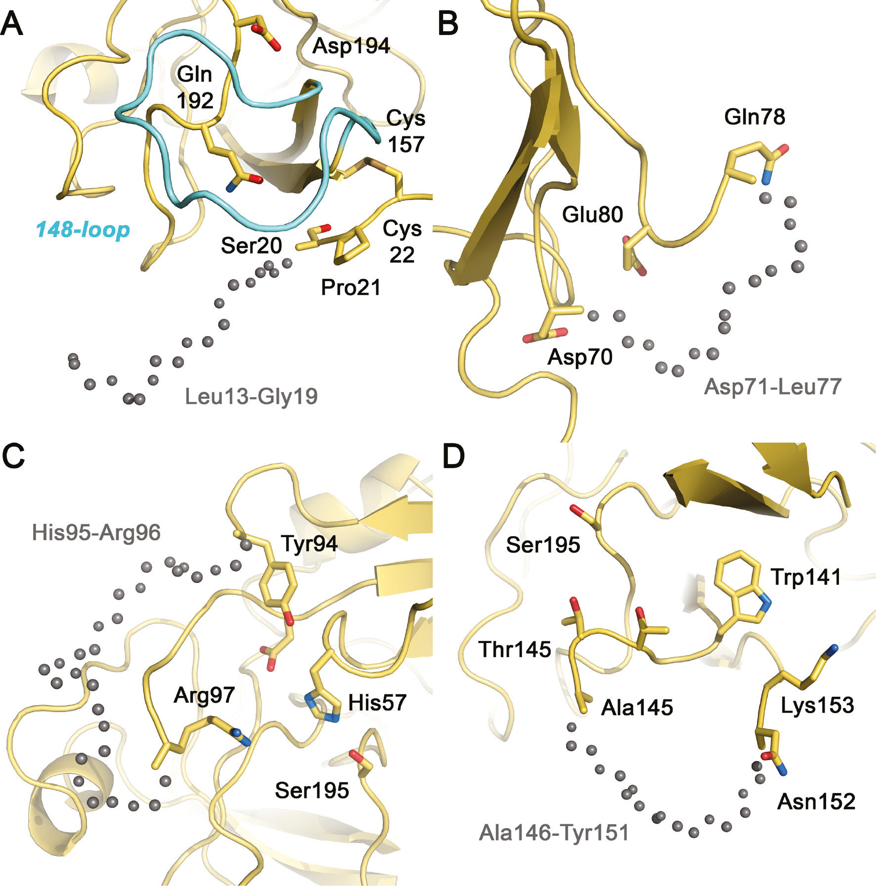 Figure 3: The disordered N-terminus and surface loops of KLK10.Similar to the same stretches in KLK10-Zn, both molecules A and B lack display disorder without significant electron density in these loops. Gray spheres indicate the likely trace of the disordered main chain segments. (A) The N-terminus of KLK10 is flexible and disordered as in zymogens, e.g. pro-KLK6. Electron density is missing from Leu13 (16) to Gly19, while Ser20 and Pro21 are better defined. (B) The 75-loop exhibits the unusual hydrophobic sequence of four Leu residues, with disorder from Asp71 to Leu77, comprising one deletion with respect to chymotrypsinogen. (C) The 99-loop exhibits the longest disordered stretch of KLK10 from His95 to Arg96, comparable to the same loop of KLK2, which is three residues longer. (D) The 148-loop lacks electron density from Ala146 to Tyr152 in both molecules A, whereas in molecules B the disorder extends to Gly155. Presumably, this loop adopts a wheel-like conformation, which distinguishes it strongly from active conformations and resembles much more the conformation in zymogens.