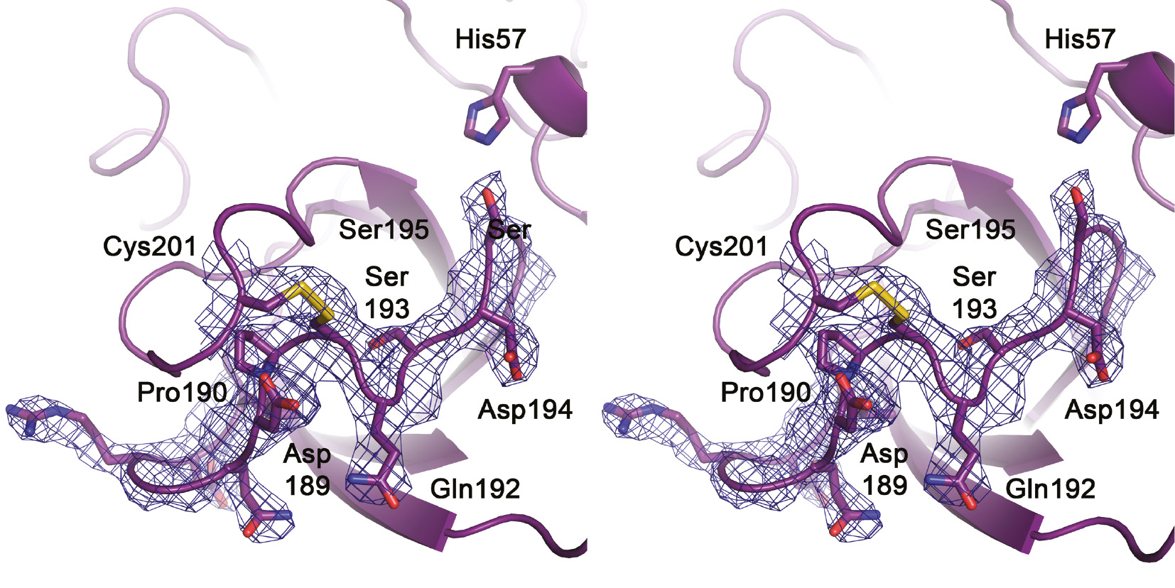 Figure 4: Stereo representation of the 191-loop in KLK10-Zn.Side chains are represented as sticks and the most relevant residues are labeled, including the catalytic triad residues Ser195 and His57. It is worth noting that the loop is well defined in the 2Fo-Fc electron density (contour 1 σ), similar to the neighbouring 220-loop, to which it is linked by the disulfide Cys191–Cys220. Asp194 is in the typical zymogen-like position turned away from the activation pocket, as in pro-KLK6 or trypsinogen. Nevertheless, the region of the potential salt-bridge formation with the N-terminus near Gln192 is not occluded as in typical zymogens. Ser193 is relocated from the oxyanion hole position, while Asp189 is turned from the bottom of the S1 pocket to the bulk solvent, in contrast to Pro190. This Pro residue might contribute to the mixed tryptic and hydrophobic P1-specificity of KLK10.