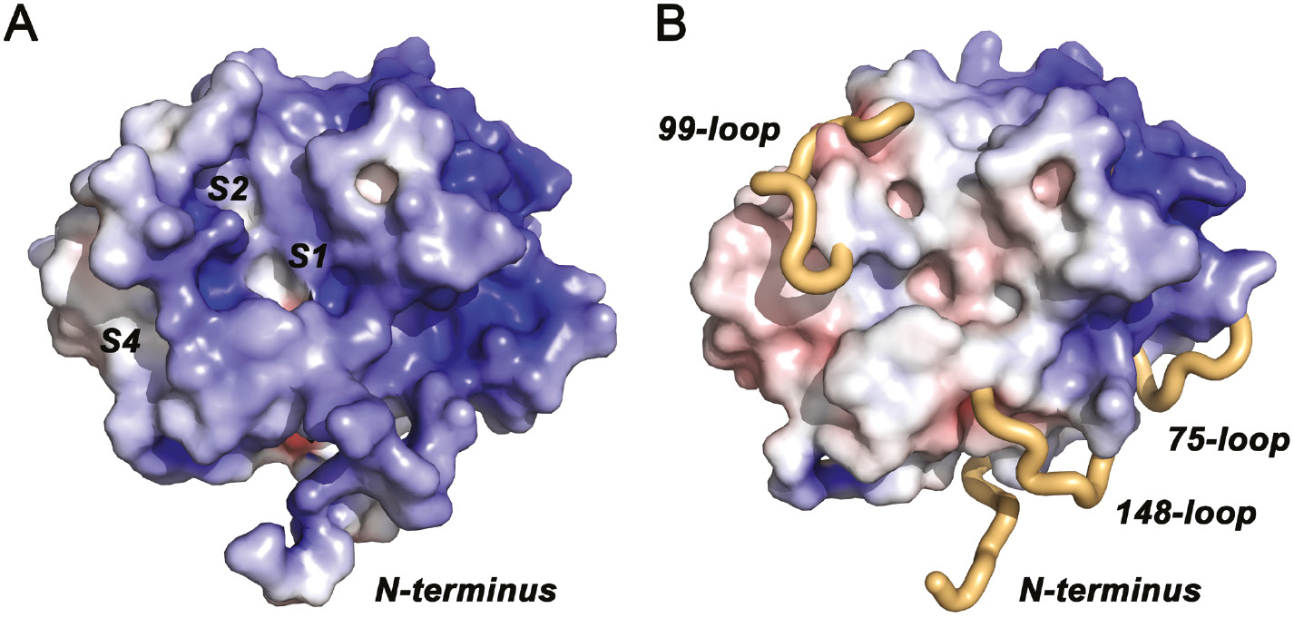 Figure 5: Surface representations of KLK10 with electrostatic potentials.(A) The electrostatic potential is contoured from −10 kBT/e (red) to +10 kBT/e (blue). Disordered regions were included for the electrostatics calculation and contribute to an overall positive electrostatic potential (KLK10 pI=8.7), which is strongest around the 75-loop. This region corresponds to the anion binding exosite I of thrombin. The specificity pockets S4 to S1 are largely formed as in other active proteases, with S3 partially occupied by the 99-loop and considerable distortions of S1. (B) Disordered regions were omitted for electrostatics calculation and from the molecular surface representation. The flexible N-terminus and the disordered stretches of the 75-, 99-, and 148-loops are depicted as beige tubes.