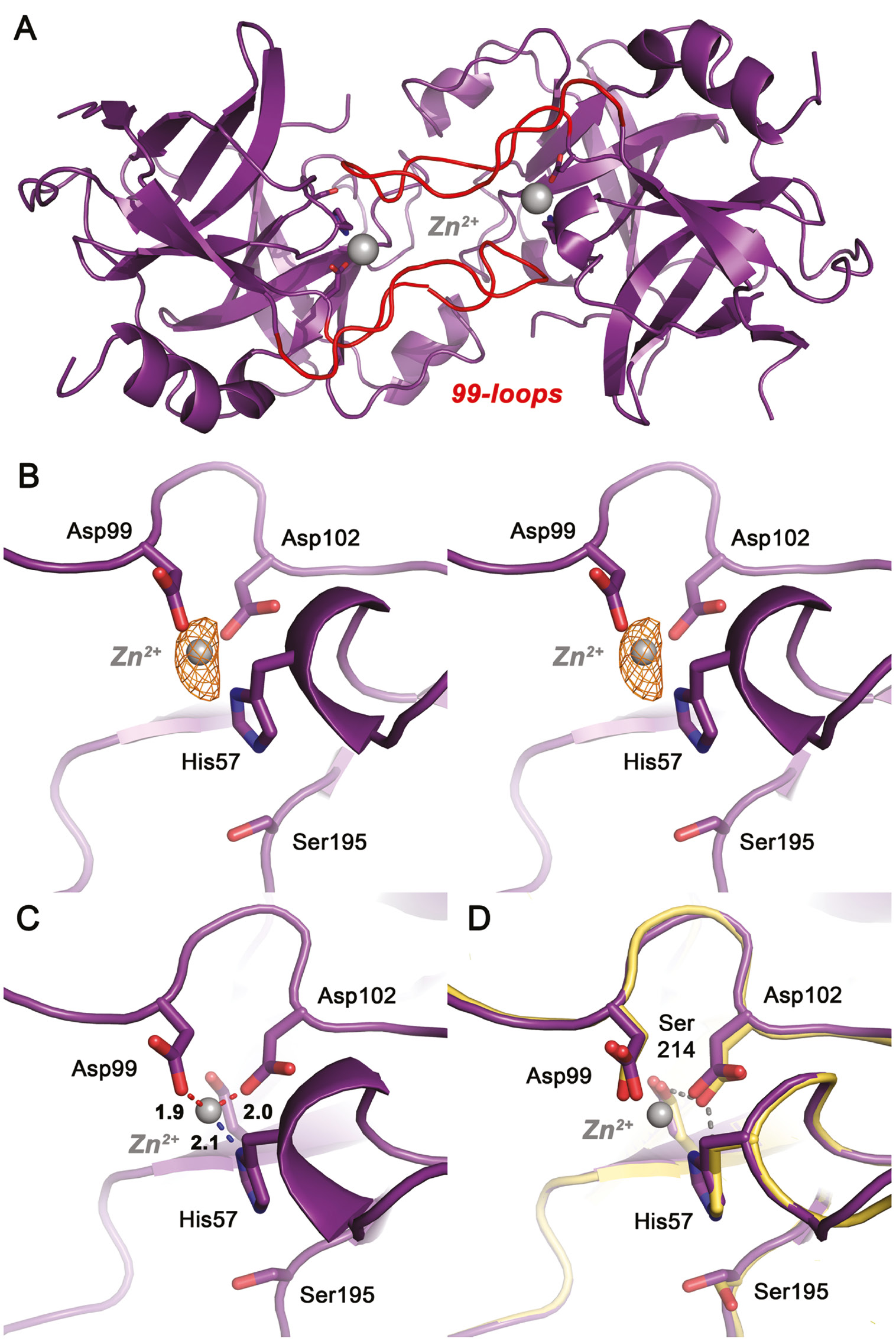 Figure 6: Zn2+ binding to the catalytic center of KLK10-Zn.(A) Both Zn2+ sites in the KLK10-Zn dimer, with the metal ions displayed as gray sphere. Zn2+ is bound directly in the active site and coordinated by His57, Asp99 and Asp102. The trace of the partially disordered 99-loops is shown in red. (B) Close-up view of the Zn2+ site as stereo representation. The 2Fo-Fc electron density map can be contoured upto 7.0 σ, while two strong anomalous peaks are present, which coincide with Zn2+ sites. An anomalous Fourier map is depicted as orange grid, contoured at 3.5 σ. (C) The trigonal Zn2+ coordination sphere. Average ligand distances of both Zn2+ ions are 2.1 Å for His57, 1.9 Å for Asp99 and 2.0 Å for Asp102. (D) Superposition of the KLK10 Zn2+ structure (deep purple) and Zn2+ free KLK10 (yellow). The catalytic triad undergoes only minor relocations upon Zn2+ binding. The hydrogen bond network of the Zn2+-free structure is depicted as yellow dots. It should be noted that Ser195 and His57 in both strucutures do not exhibit active triad conformations. The Asp102 conformation is stabilized by the highly conserved Ser214, which has been termed the fourth residue of a catalytic tetrad. Zn2+ blocks the triad by interrupting the charge relay system in the region of the hydrogen that is shared by the His57 Nδ1 and the Asp102 Oδ2.