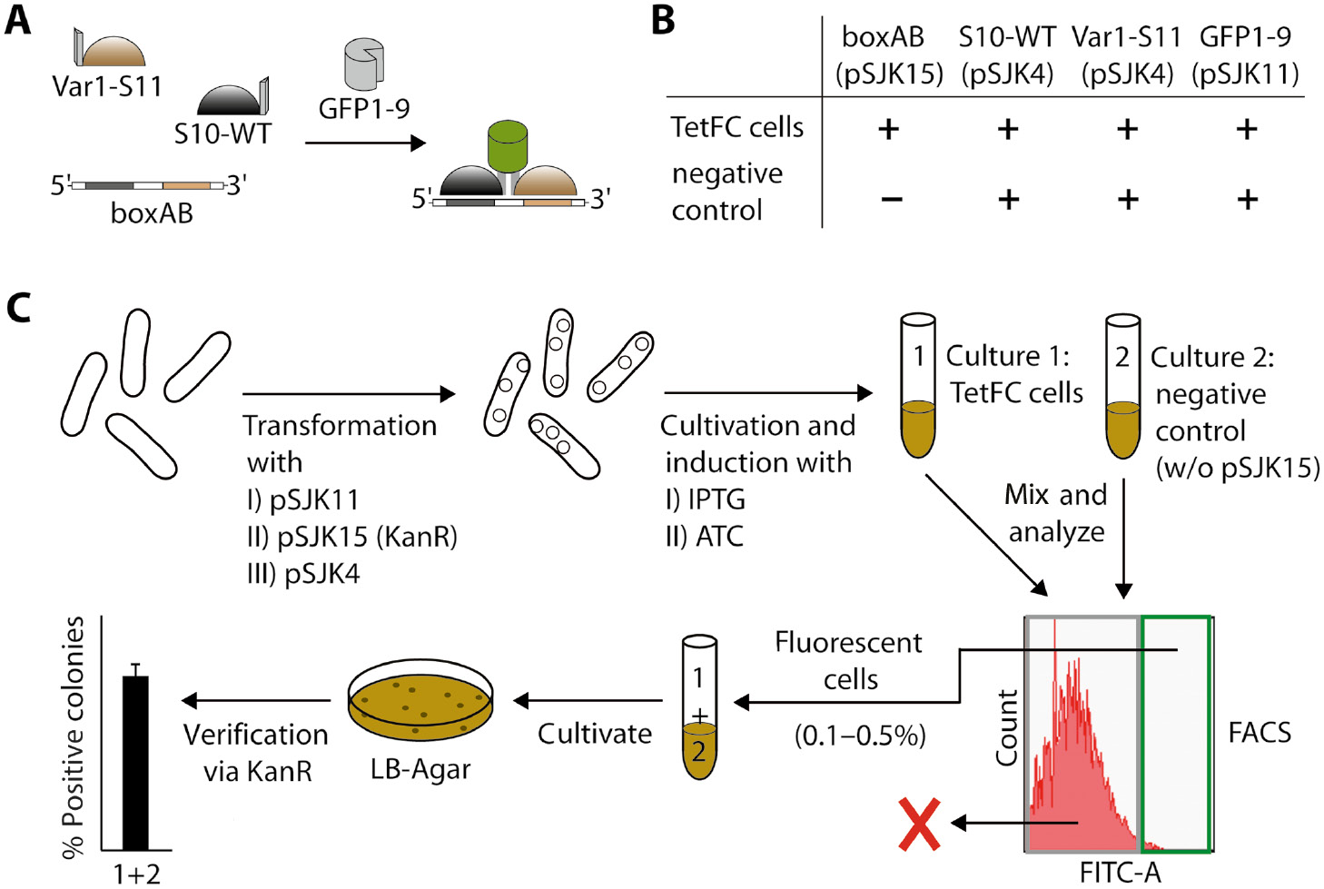 Figure 1: FACS-based screening strategy for analysis of sequence-specific RNA-protein interaction using tetramolecular fluorescence complementation (TetFC).(A) General design of TetFC. Pumilio fusion proteins S10-WT and Var1-S11 come into close proximity only if the target RNA (here boxAB) is present. Upon addition of non-fluorescent reporter fragment GFP1-9, GFP can reconstitute, resulting in a fluorescence signal. (B) Comparison of TetFC cells and negative control cells. Plasmids for production of each component of TetFC are indicated in brackets. (C) Flow scheme of the FACS-based screening strategy. First, E. coli cells were transformed with I) pSJK11 for production of GFP1-9, then with II) pSJK15 for target RNA boxAB and lastly with III) pSJK4 for simultaneous production of Pumilio fusion proteins S10-WT and Var1-S11. Cells were cultivated and gene expression was induced by addition of IPTG. Production of RNA boxAB was induced independently using anhydrotetracycline (ATC). For validation, TetFC cells and negative control cells (without plasmid pSJK15 but induced with ATC) were mixed and sorted using FACS. The 0.1–0.5% strongest fluorescing cells were collected, cultivated and subsequently tested for kanamycin resistance.