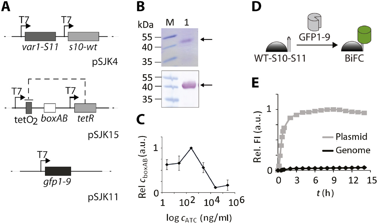 Figure 2: In vitro characterization of the expression systems used for TetFC in E. coli cells.(A) Schematic of an expression system in E. coli, in which boxAB RNA production was decoupled from recombinant protein production. GFP1-9 was encoded on a pUC plasmid (pSJK11), pACYCDuet™-1 was used for production of fusion proteins Var1-S11 and S10-WT (pSJK4). Vector pRSDuet™-1 was chosen for the target RNA boxAB (pSJK15). For independent production of RNA boxAB, a TetR/tetracycline system was used. Genes tetR, as well as var1-S11, S10-wt and gfp1-9, were each placed under the control of an individual T7 promoter. For plasmid pSJK15, two TetR binding sites (tetO2) were inserted between the first T7 promoter and boxAB. (B) Production of TetFC fusion proteins in the expression system shown in (A). E. coli BL21(DE3) pSJK4 cells were harvested after recombinant protein production (0.16 mm IPTG at OD600=0.4, 3 h, 37°C). Purified proteins were analyzed using SDS-PAGE and Coomassie-staining (top) and Western blot using anti-his antibody (bottom). (M) Marker PageRuler™ Prestained Protein Ladder, (1) purified proteins. (C) Validation boxAB RNA production at different ATC concentrations. E. coli BL21(DE3) pSJK11+pSJK15+pSJK4 cells were harvested after recombinant protein and RNA production (0.16 mm IPTG at OD600=0.4 for 2 h, 2.5–2.5×105 ng/ml ATC for 1.5 h, 37°C). The qRT-PCRs were performed with isolated total RNA and normalized to the housekeeping gene IdnT. Standard deviation of three independent experiments is shown. (D) Schematic illustration of the bimolecular fluorescence complementation (BiFC) using Pumilio-WT-S10-S11 as a reporter of soluble GFP1-9 levels. (E) Comparison of chromosomal integration (black line) and vector-based integration of gfp1-9 (gray line) by BiFC with WT-S10-S11. For chromosomally integrated gfp1-9E. coli ACR002 cells were used. Cell lysate of E. coli BL21(DE3) pSJK1 was applied for plasmid-based gfp1-9 production. λex=488 nm, λem=530 nm. Data were normalized to the maximum fluorescence of the plasmid-based integration. Data points are average values of a typical experiment performed in duplicate.