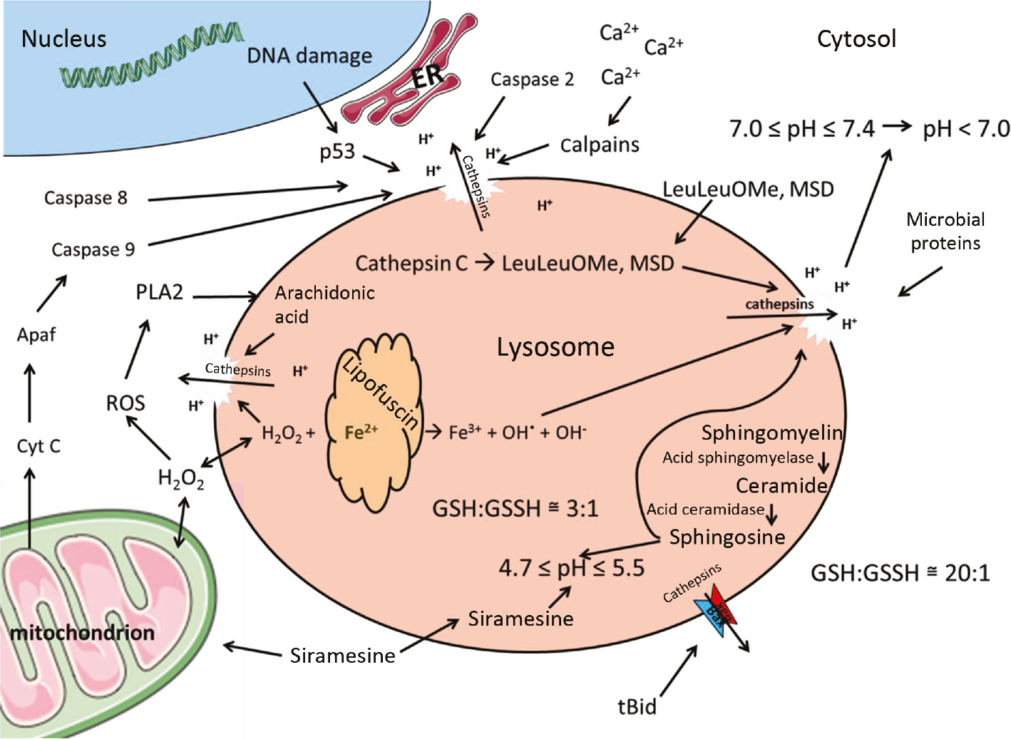 Figure 1: Lysosome and LMP.Lysosomal changes and mechanisms leading to organelle impairment and LMP are shown together with different LMP triggers.