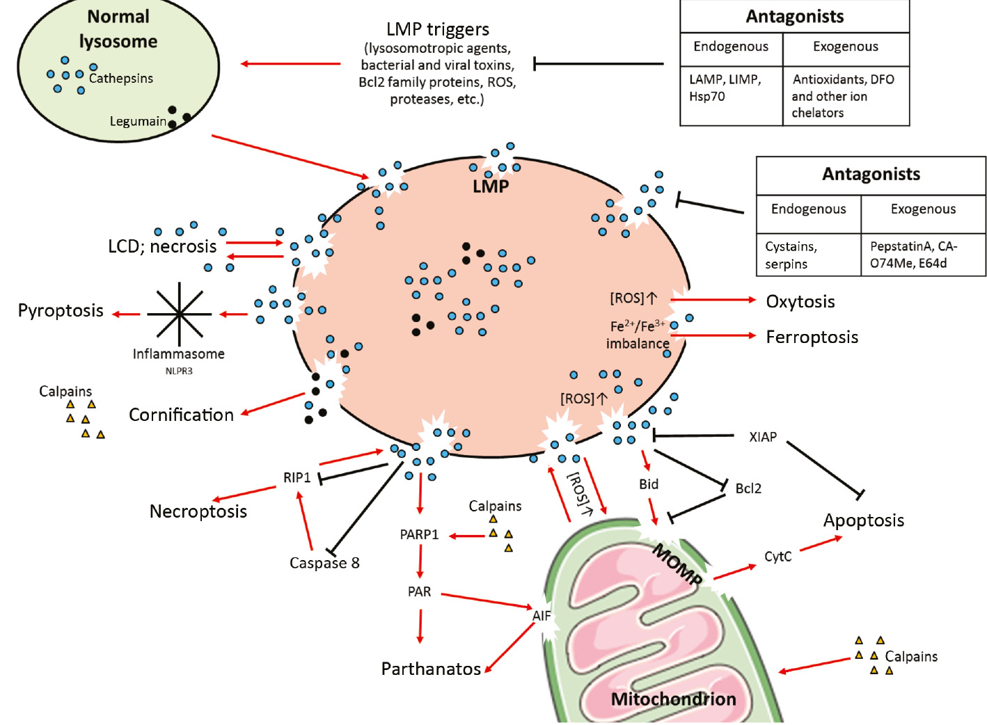 Figure 2: LMP levels define cell death outcome.At low or moderate LMP, apoptotic cell death or regulated necrosis may occur, although cells can also rescue through engagement of lysophagy. When levels are too high, there is increased possibility for necrosis.