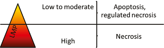 Figure 3: Schematic presentation of lysosomal involvement in programmed cell death signalling pathways and its regulation.GSH, glutathione; GSSH, glutathione disulphide; ER, endoplasmic reticulum; Apaf, apoptotic protease activating factor 1; LCD, lysosomal cell death.