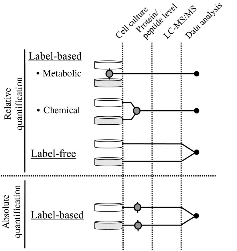 Figure 1: Common relative and absolute protein quantification workflows.The earlier sample labeling and mixing is performed, the smaller is the technical variance. Time points of introducing the isotopic-labeled standard and/or mixing the sample is illustrated with a gray circle. Common relative quantification labeling techniques are metabolic, chemical or label-free. When using metabolic labeling, cell cultures (white and gray) are differently isotopic-labeled during and mixed after cell cultivation. Chemical labeling and mixing of the samples is performed on protein or peptide level after proteolytic digestion. Samples are prepared and measured separately in a label-free approach and quantification occurs during data analysis. In an absolute label-based quantification approach, isotopic-labeled standard proteins or peptides with a known concentration are added to the sample before LC-MS/MS and data analysis. No sample mixing takes place. LC-MS/MS, liquid chromatography tandem mass spectrometry. Revised from Bantscheff et al. (2012).