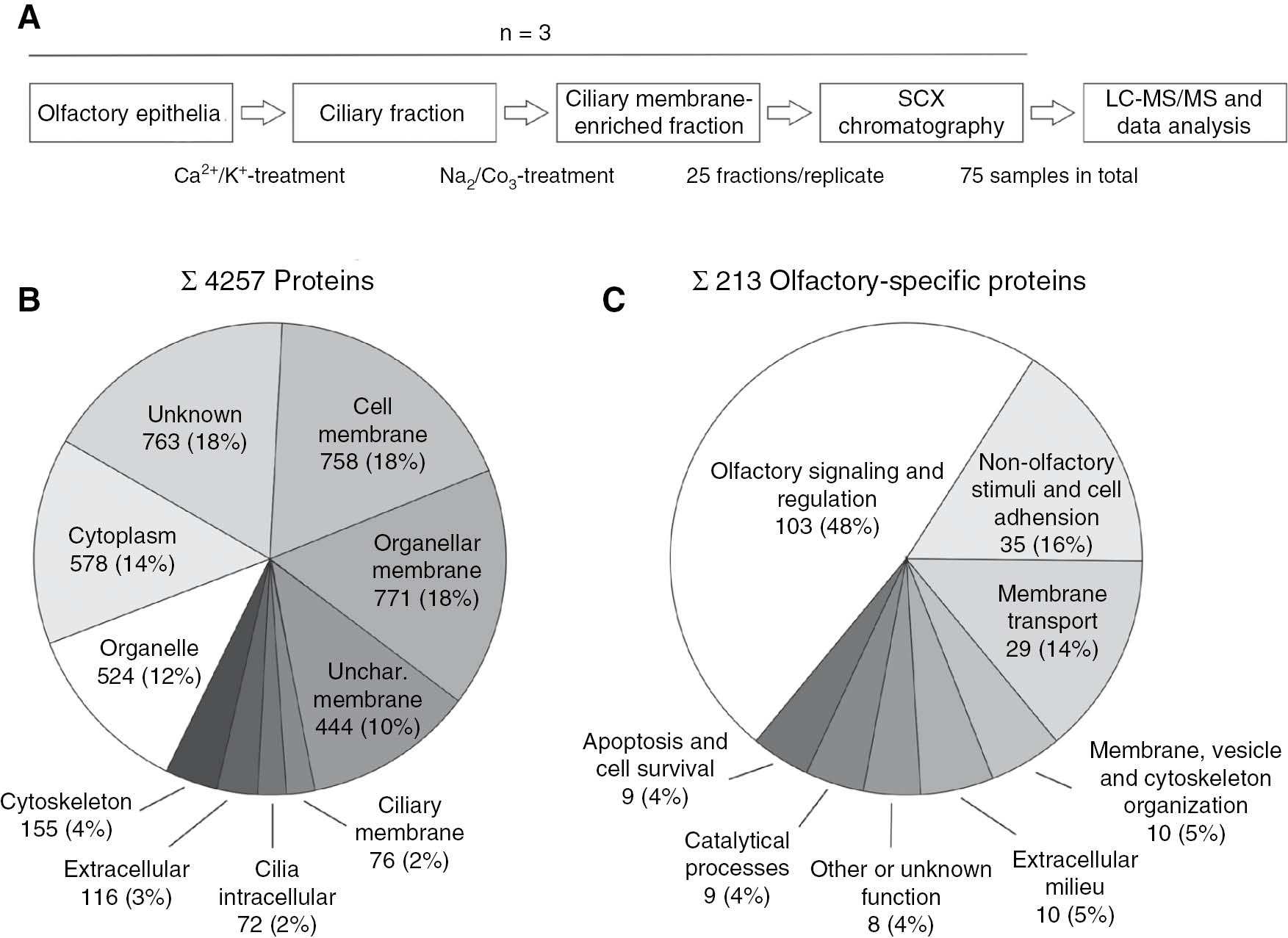 Figure 2: Experimental strategy and identification of novel olfactory-specific proteins.In panel (A) an experimental workflow to identify novel olfactory-specific proteins is shown. Celia were detached from mice olfactory epithelia by using Ca2+/K+-treatment and washed with Na2CO3. Next, ciliary membrane-enriched fractions were separated by SCX chromatography and 75 samples were measured by LC-MS/MS in total followed by data analysis. In (B) the localization of all 4257 identified proteins is illustrated. The absolute and relative amount of proteins is given in %. In (C) the function of all 213 olfactory cilium-specific membrane-associated and ciliary associated proteins are shown. The absolute and relative amount of proteins is given in %. All presented experiments (A, B and C) were performed with three biological replicates. SCX, strong cation exchange; LC-MS/MS, liquid chromatography-tandem mass spectrometry. Revised from Kuhlmann et al. (2014).