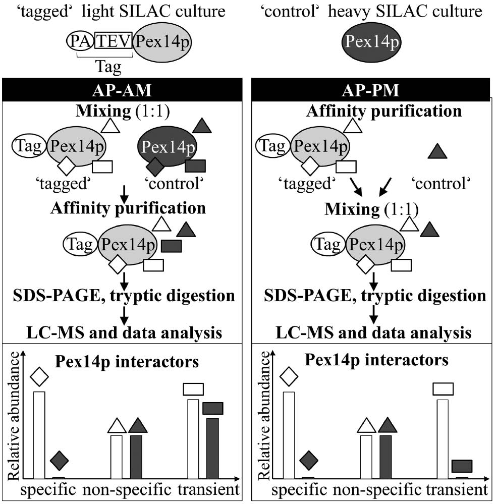 Figure 3: Quantitative dual-track AP-MS SILAC approach for the investigation of the interactome of Pex14p, the central component of the peroxisomal importomer.Yeast cultures producing either PA-TEV-tagged Pex14p (Tag-Pex14p) or non-tagged Pex14p were cultured in light SILAC medium (‘tagged’) or heavy SILAC medium (‘control’). Oleic acid was supplemented, inducing peroxisome proliferating. Light- and heavy-labeled cells were mixed either after (AP-AM) or prior (AP-PM) affinity purification. Purified samples using both strategies were analyzed by SDS-PAGE followed by tryptic digestion and LC-MS/MS analysis. Statistical data analysis allowed discrimination between specific (diamond), non-specific (triangle) and transient (square) interacting proteins of Pex14p. TEV, Tobacco etch virus; SILAC, stable isotope labeling with amino acids in cell culture; AP-AM, affinity purification after mixing; AP-PM, affinity purification prior mixing; LC-MS/MS, liquid chromatography-tandem mass spectrometry. Revised from Oeljeklaus et al. (2012).