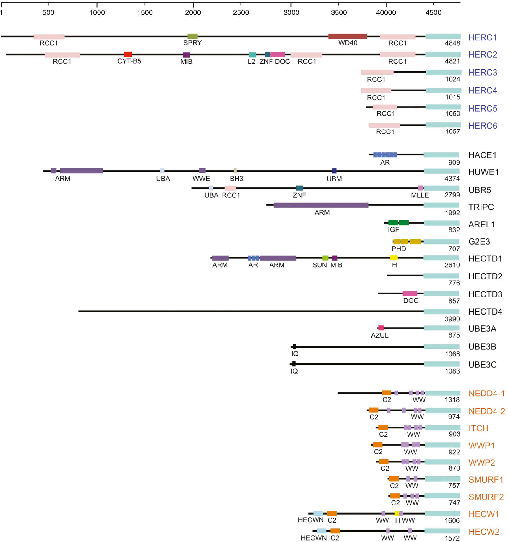 Figure 1: Domain organization of HECT E3 enzymes.Overview of the domain organization of HECT-type E3 enzymes, as predicted by the InterPro server (Finn et al., 2017), including additional domains whose structures have been deposited in the PDB (see Table 1). Approximate domain sizes and positions are scaled along the primary sequence of the protein. The total length of each protein in number of amino acids is provided. The HERC subfamily (top section) consists of six members: HERC1 (p532, p619), HERC2, HERC3, HERC4, HERC5 (CEBP1) and HERC6. The middle section shows 13 heterogeneous members that are generally classified as ‘other HECTs’ and include HACE1, HUWE1 (ARF-BP1, HECTH9, MULE, LASU1, URE-B1), UBR5 (HYD, EDD), TRIPC (ULF, TRIP-12), AREL1, G2E3, HECTD1 (EULIR), HECTD2, HECTD3, HECTD4, UBE3A (E3A, E6AP, NY-REN-54), UBE3B (E3B) and UBE3C (E3C, HECTH2). The NEDD4 (also known as ‘C2-WW-HECT’) subfamily (bottom section) comprises nine members: NEDD4-1 (NEDD4), NEDD4-2 (NEDD4L), ITCH (AIP4, NAPP1), WWP1 (AIP5, TIUL1), WWP2 (AIP2), SMURF1, SMURF2, HECW1 (NEDL1) and HECW2 (NEDL2). Predicted domains are abbreviated as follows: RCC1, Regulator of Chromosome Condensation 1 repeat domain; SPRY, B30.2/SPRY (SPIA and RYanodine Receptor) domain (overlaps in HERC1 with predicted concanavalin A-like lectin/glucanase domain); WD40, WD40/YVTN repeat-like-containing domain; CYT-B5, Cytochrome B5-like heme/steroid binding domain; MIB, MIB-HERC2 domain (overlaps in HECTD1 with CPH domain); L2, ribosomal protein L2 domain (overlaps in HERC2 with predicted CPH domain); ZNF, zinc finger; DOC, APC10/DOC domain (overlaps in HERC2 and in HECTD3 with galactose-binding domain-like region; AR, ankyrin repeat-containing domain; ARM, armadillo-type fold domain (overlaps in TRIPC with a predicted WWE domain); UBA, ubiquitin-associated domain; WWE, WWE domain; BH3, BCL-2 homology region 3 domain; UBM, ubiquitin-binding motif; MLLE, Mademoiselle/PABC domain; IGF, immunoglobulin-like fold (overlaps in AREL1 with predicted filamin repeat-like fold); PHD, PHD-type zinc finger; SUN, SAD1/UNC domain (overlaps in HECTD1 with predicted galactose-binding-like domain); AZUL, AZUL domain/ N-terminal zinc-binding domain; IQ, IQ domain/ EF-hand binding site; C2, C2 domain; WW, WW domain; HECWN, HECW1/2 N-terminal domain; H, helical bundle (HECTD1) and helical box domain (HECW1), respectively. Predicted coiled-coil regions are not included.