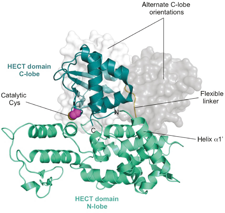 Figure 2: Architecture of the catalytic HECT domain.The canonical catalytic HECT domain of WWP1 (PDB ID: 1ND7; Verdecia et al., 2003) is shown in ribbon representation. The side chain of the catalytic cysteine residue is displayed as balls; the flexible linker connecting the two lobes is highlighted in yellow. The N- and C-termini of the polypeptide chain are labeled. Two alternate C-lobe positions, as seen in the crystal structures of E6AP (PDB ID: 1C4Z; Huang et al., 1999), gray, and in a NEDD4-2 complex with an E2 and ubiquitin (PDB ID: 3JW0; Kamadurai et al., 2009), white, are displayed in surface rendition in the background; for clarity, the corresponding N-lobes (that were superposed with the N-lobe of WWP1) are not shown.