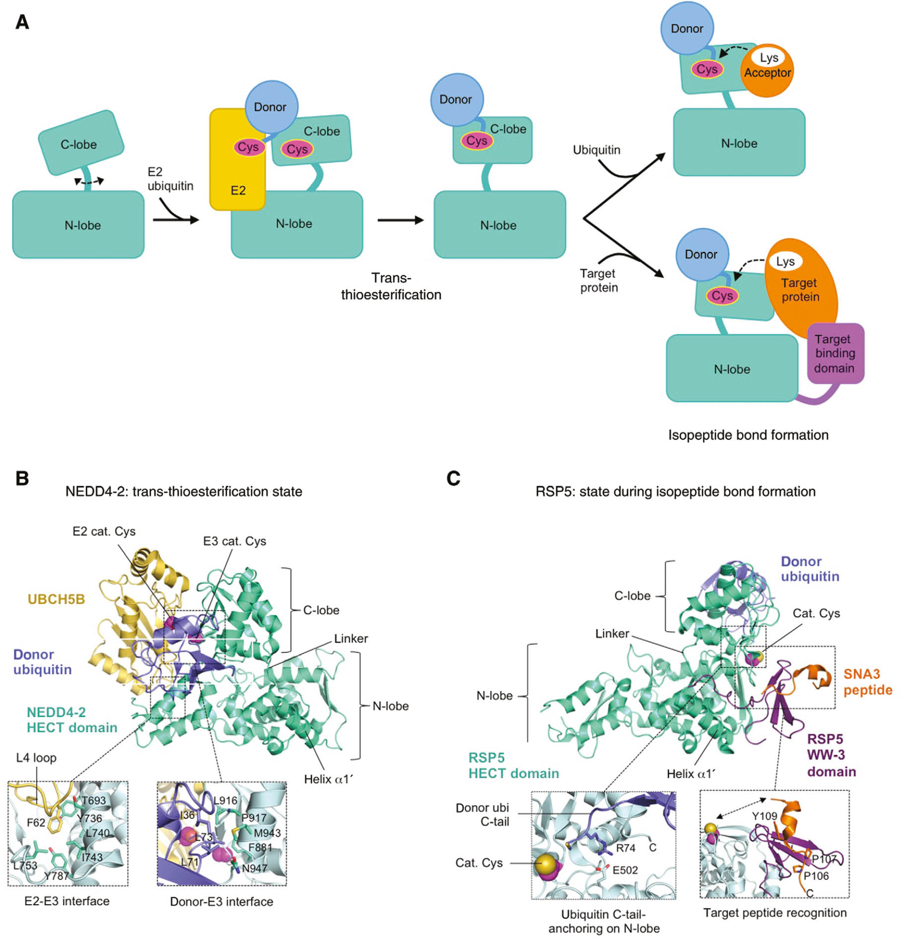 Figure 3: Structural mechanism of HECT E3 enzymes.(A) Schematic of the reaction mechanism featuring the C-terminal HECT domain exclusively and including the apo state (in which the N- and C-lobe are flexible to each other); a non-covalent complex with a ubiquitin-loaded E2 enzyme (pre-trans-thioesterification state); a ubiquitin-loaded E3 state (post-trans-thioesterification state); and complexes with an acceptor ubiquitin or target protein that result in isopeptide bond formation between the donor ubiquitin and the acceptor or target protein. The recruitment of target proteins is typically mediated by target-binding domains that are located N-terminal to the HECT domain. (B) Crystal structure of a pre-trans-thioesterification state, including an oxyester-linked ubiquitin-E2 conjugate (UBCH5B, C85S variant) and a catalytically inactive variant of the HECT domain of NEDD4-2 (C922A) (PDB ID: 3JVZ; Kamadurai et al., 2009). The inserts show details of the E2-N-lobe interface, including the key phenylalanine residue of the E2 (F62 in the case of UBCH5B) and contacting residues on the E3 within a distance of 5 Å (left side); the donor ubiquitin-C-lobe interface, including Ile 36, Leu 71, and Leu 73 of ubiquitin and surrounding residues of the C-lobe within a distance of 5 Å (right side). (C) Crystal structure of a cross-linked, ternary complex of the HECT domain of RSP5, ubiquitin (C75C), and a SNA3-derived peptide (acceptor lysine residue replaced by an unnatural amino acid), for details see text (PDB ID: 4LCD; Kamadurai et al., 2013). The N-lobe of the HECT domain is shown in the same orientation as in (B). The cross-linker, connecting residues, and acceptor lysine-containing region of the peptide were not modeled, giving rise to a gap between the E3 active site and the N-terminus of the peptide. The insert (right side) shows details of the PY-motif of SNA3 binding to the WW domain; the missing peptide region (13 residues) between the PY-motif and the acceptor position is indicated by an arrow. The other insert (left side) shows that the C-terminal tail of ubiquitin is anchored by an ion pair on the N-lobe of the HECT domain. Protein backbones are shown in ribbon representation; the side chains of residues at the position of the catalytic cysteine are rendered as balls; and other labeled side-chains are shown as sticks.