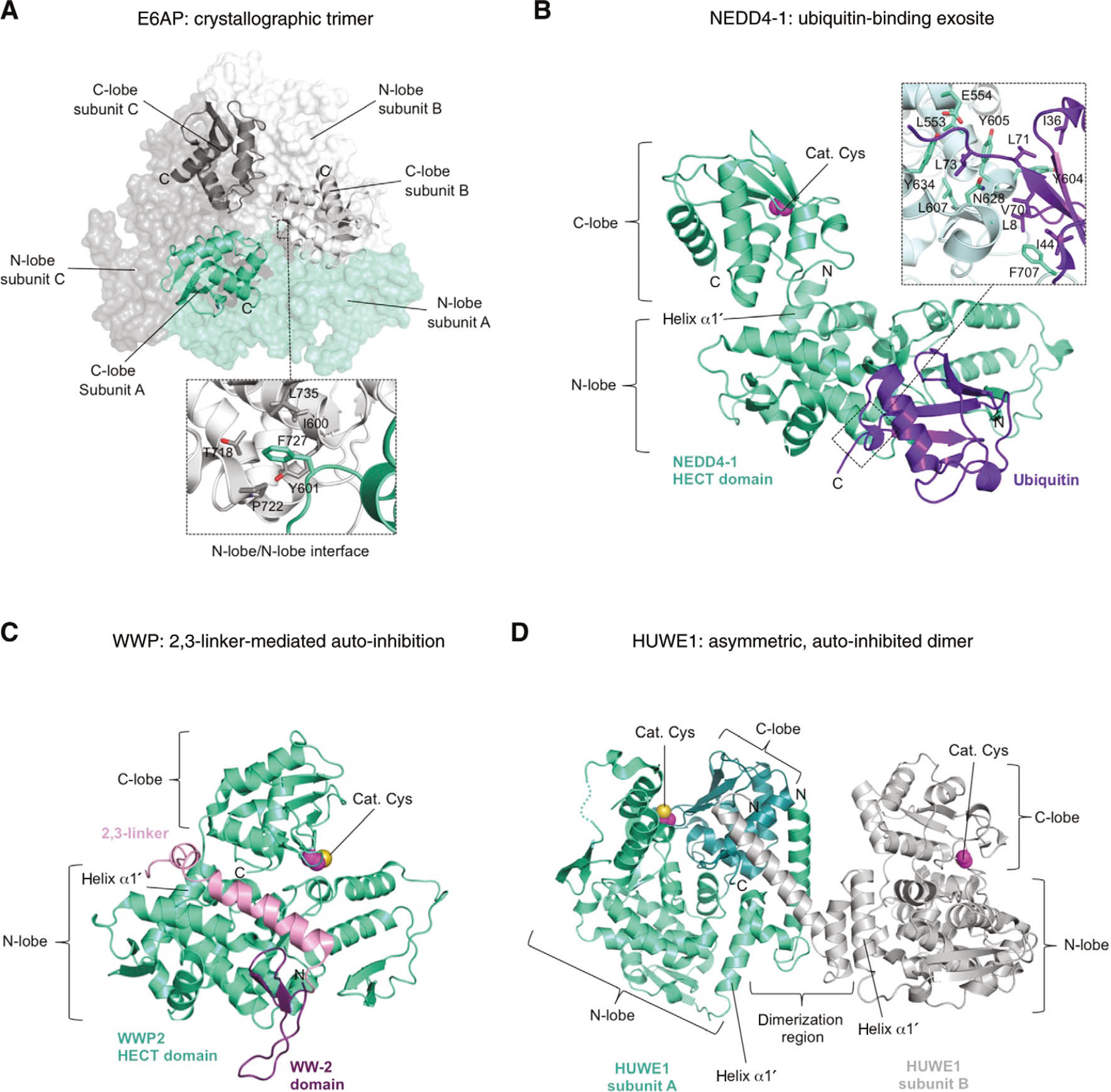 Figure 4: Regulatory mechanisms of HECT E3 enzymes.(A) Structure of the crystallographic trimer formed by a truncated HECT domain construct of E6AP (viewed along the 3-fold axis). For clarity, the N-lobes of the three subunits are shown as surfaces, the C-lobes as ribbons. The insert provides details of the N-lobe-N-lobe interaction between two subunits, focusing on Phe 727 (the subject of mutational analyses) and its inter-subunit contacts within a distance of 5 Å. (B) The ubiquitin-binding ‘exosite’ of NEDD4 subfamily enzymes, illustrated by a structure of the non-covalent complex of the NEDD4-1 HECT domain and ubiquitin (PDB ID: 2XBB; Maspero et al., 2011). (C) Auto-inhibitory interaction of the 2,3-linker with the HECT domain of WWP2, as seen in a crystal structure of a WW-2-(2,3-linker)-HECT fusion construct (PDB ID: 5TJ7; Chen et al., 2017). The HECT domain is shown in the same orientation as in (B) to illustrate that the position of the 2,3-linker occludes the exosite. (D) Crystal structure of the asymmetric dimer formed by an extended HECT domain construct of HUWE1 (PDB ID: 5LP8; Sander et al., 2017). Dimerization is mediated by an α-helical region that flanks the HECT domain N-terminally. The green subunit, in which the C-lobe is locked conformationally at the dimer interface, adopts an auto-inhibited state.