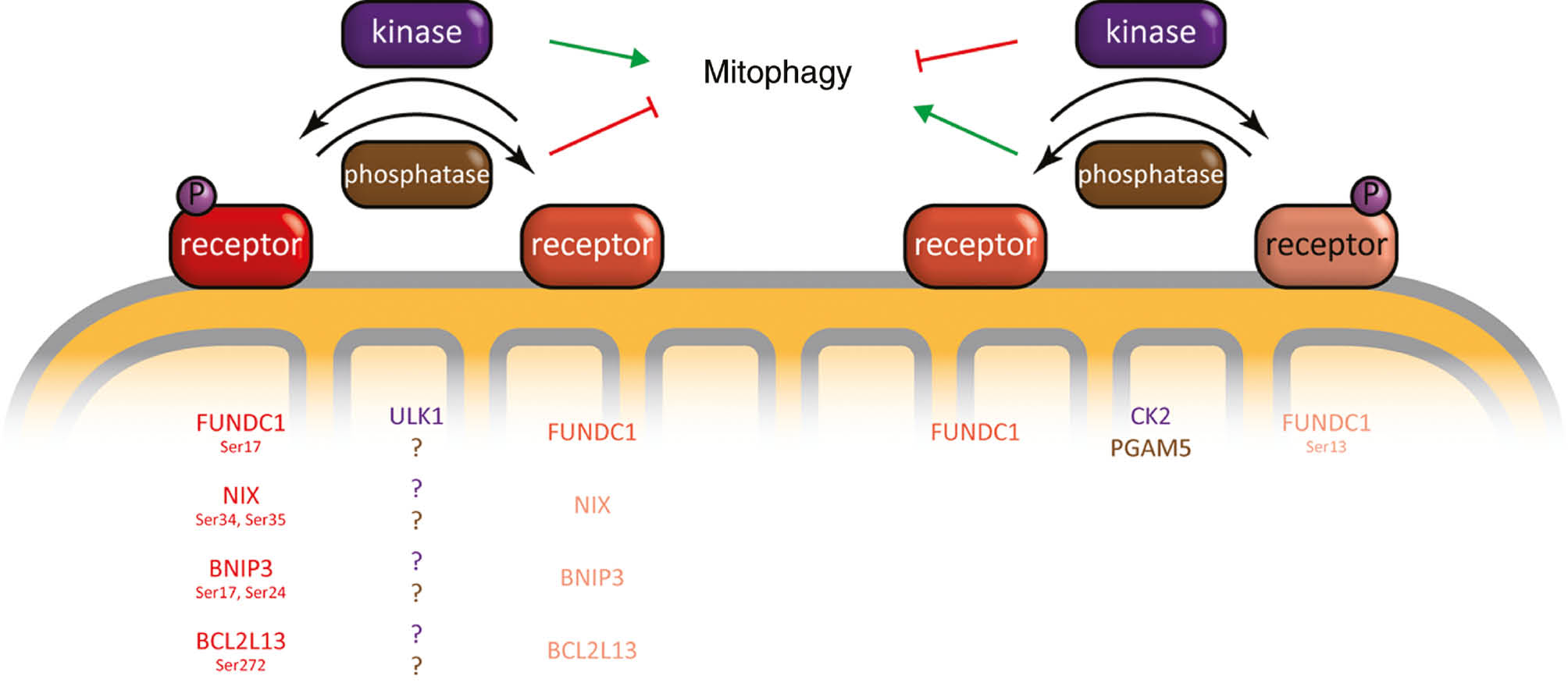 Figure 2: Known mechanism of mitophagy receptor regulation.Left, an unmodified receptor gets phosphorylated by a kinase, activating downstream mitophagy by, e.g. increasing Atg8-like affinity; this can be counteracted by phosphatases. Right, an unmodified receptor can be phosphorylated by a kinase, deactivating downstream mitophagy by, e.g. lowering Atg8-like affinity; this can be counteracted by phosphatases. Bottom, for NIX (BNIP3L), BNIP3, and BCL2L13 only the activating phosphorylation mechanism and the modified residues are known but the kinases and phosphatases have not been identified yet; for FUNDC1 both the activating and deactivating phosphorylation mechanisms, the modified residues, and participating enzymes are known. No activation mechanism is known so far for the receptors AMBRA1 and SMURF1. MIM-receptor prohibitin 2 probably lacks an activation mechanism as its activity is dependent on MOM-rupture. FKBP8 contains no residues N- and C-terminal of its LIR motif that can be phosphorylated and thus is likely to be activated via a different, unknown mechanism.