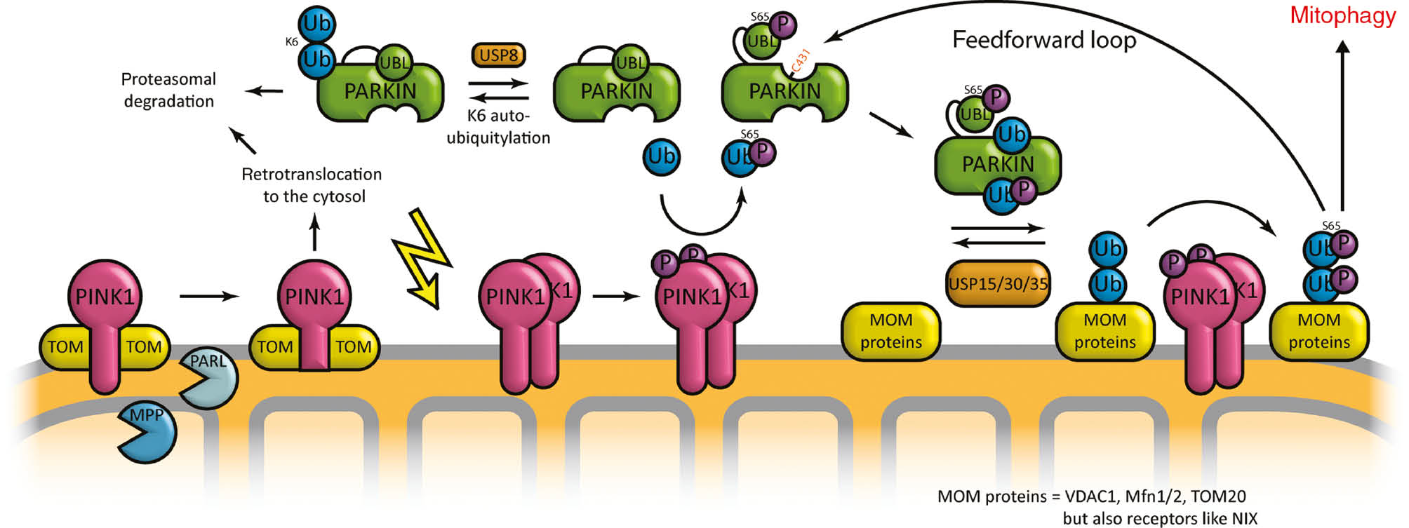 Figure 3: Pink1/Parkin mitophagy.In healthy mitochondria Pink1 gets imported by the TOM complex into the IMS and the MIM (not depicted) and is rapidly degraded by MPP, PARL and the proteasome. When mitochondria are dysfunctional (flash) Pink1 accumulates in the MOM, dimerizes and autophosphorylates to become fully active. Pink1 phosphorylates both ubiquitin and Parkin. The latter acquires its fully active form upon binding of phosphoubiquitin. Parkin polyubiquitylates MOM proteins which get phosphorylated by Pink1. This helps to recruit and activate even more Parkin creating a strong feed-forward loop. Highly phosphoubiquitylated MOM proteins recruit adapters for the progression of mitophagy. USP15, USP30 and USP35 can remove ubiquitin moieties and thereby counteract the progression of mitophagy. By K6 autoubiquitylation Parkin promotes its own proteasomal degradation. This is counteracted by the deubiquitinase USP8, stabilizing Parkin.