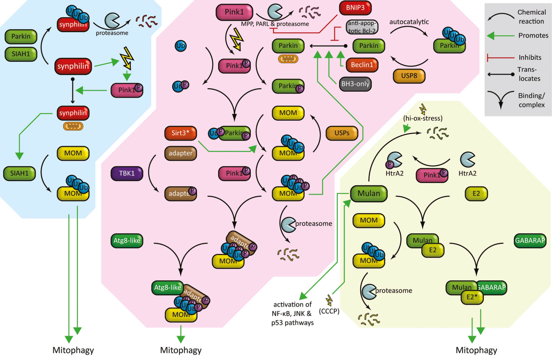Figure 4: Different proposed ubiquitin-mediated mitophagy pathways.Regulation and interplay of the three ubiquitin-mediated pathways: the Synphilin/SIAH-1, the classical Pink1/Parkin, and Mulan/ HtrA2-dependent pathways are depicted with blue, pink and yellow background color respectively. Synphilin/SIAH-1-pathway (left), on the one hand, Synphilin (bigger, middle bubble) can get ubiquitylated by Parkin and SIAH-1 promoting its degradation, on the other hand, overexpression of Synphilin triggers mitochondrial dysfunction (flash) and Pink1 accumulation. This promotes Synphilin translocation to the MOM. Synphilin recruits SIAH-1 to mitochondria which ubiquitylates unknown MOM proteins to facilitate mitophagy. Pink1/Parkin-pathway (middle), see also Figure 2; in healthy mitochondria Pink1 (bigger, upper bubble) is degraded by MPP, PARL and the proteasome. This can be blocked by the receptor BNIP3. In damaged mitochondria (flash) Pink1 autophosphorylates, accumulates at the MOM and phosphorylates ubiquitin and Parkin leading to downstream phosphoubiquitiylation of MOM proteins. Several regulatory proteins are additionally involved: Parkin can autoubiquitylate which is reversed by USP8 (upper right corner). Parkin translocation to mitochondria is promoted by Beclin1, BH3-only proteins and phosphoubiquitin chains, but inhibited by anti-apoptotic Bcl-2 proteins. Sirt3 enhances binding of Parkin to one of its substrates at the MOM: VDAC. USPs 15, 30, and 35 counteract substrate ubiquitylation. The adapter proteins p62, NDP52, TAXBP1 and OPTN are activated via phosphorylation by TBK1 (left part), enhancing their affinity for polyphosphoubiquitin chains. Mulan/HtrA2-pathway (right), Mulan is a proteolytic substrate for HtrA2, which can be activated by Pink1, under high oxidative stress. Membrane potential disruption by CCCP on the other hand, leads to elevated Mulan levels. Mulan can bind different E2 enzymes and ubiquitylates Mfn2. A complex of Mulan with Ube2E3 can directly bind to GABARAP and thereby possibly facilitate mitophagy as a receptor at the MOM as well.