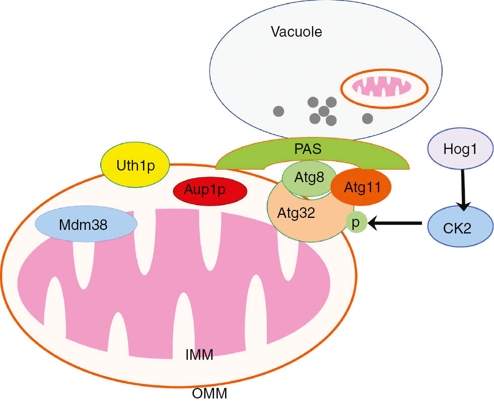 Figure 1: A Proposed model for mitophagy in yeast cells.In yeast cells, the outer mitochondrial membrane protein Uth1p and the intermembrane space protein Aup1p are required for mitophagy whereas deletion of the mitochondrial inner membrane protein Mdm38 leads to mitophagy. The mitophagy receptor protein Atg32 is an outer mitochondrial membrane protein, which interacts with Atg11 and Atg8 positive phagophore assembly site (PAS) that allows autophagosomes to specifically envelop Atg32 positive mitochondria. CK2 directly phosphorylates Atg32 to promote mitophagy, which is mediated by Hog1 that acts upstream of CK2. Autophagosomes enveloped with mitochondria then fuse with the vacuole where the mitochondria are degraded. IMM, inner mitochondrial membrane; OMM, outer mitochondrial membrane.