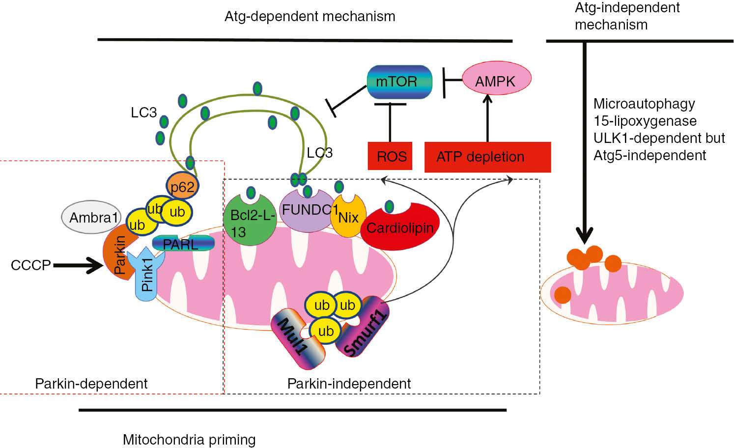 Figure 2: Proposed models for mitophagy in mammalian cells.We propose a two-step mitophagy model in mammalian cells: the induction of canonic Atg-dependent macroautophagy and mitochondrial priming. The induction of canonic autophagy requires Atg proteins and mTOR suppression, which is mediated by mitochondrial damage-induced ROS production and ATP-depletion-mediated AMPK activation. Priming of mitochondria is mediated by multiple mechanisms that could be Parkin-dependent or Parkin-independent. In the presence of Parkin, one common mechanism is that mitochondrial depolarization (e.g. following CCCP treatment) results in impaired PARL-mediated Pink1 cleavage, leading to Pink1 stabilization and Parkin recruitment to the mitochondria. Mitochondria-located Parkin promotes ubiquitination of outer membrane proteins, which may either be degraded via the proteasome or serve as binding partners for autophagy receptor proteins such as p62. p62 may in turn act as an adaptor molecule through direct interaction with LC3 to recruit autophagosomal membranes to the mitochondria. Parkin can also interact with Ambra1, which in turn activates the PI3K complex around mitochondria to facilitate selective mitophagy. For the Parkin-independent mechanism, damaged mitochondria (particularly under hypoxia conditions) may increase Fundc1 and Nix expression, which may in turn recruit autophagosomes to mitochondria by direct interaction with LC3 through their LIR domains. Upon mitochondrial depolarization, Smurf1 and Mul1, two E3 ubiquitin ligases, also target mitochondria to promote mitophagy, most likely via the ubiquitination of mitochondrial proteins. Atg-independent mitophagy is less understood, but Ulk1-dependent and Atg5-independent macroautophagy or 15-lipoxygenase have been shown to promote mitochondrial degradation. Direct lysosomal invagination or interaction with damaged mitochondria (microautophagy) could also play a role.